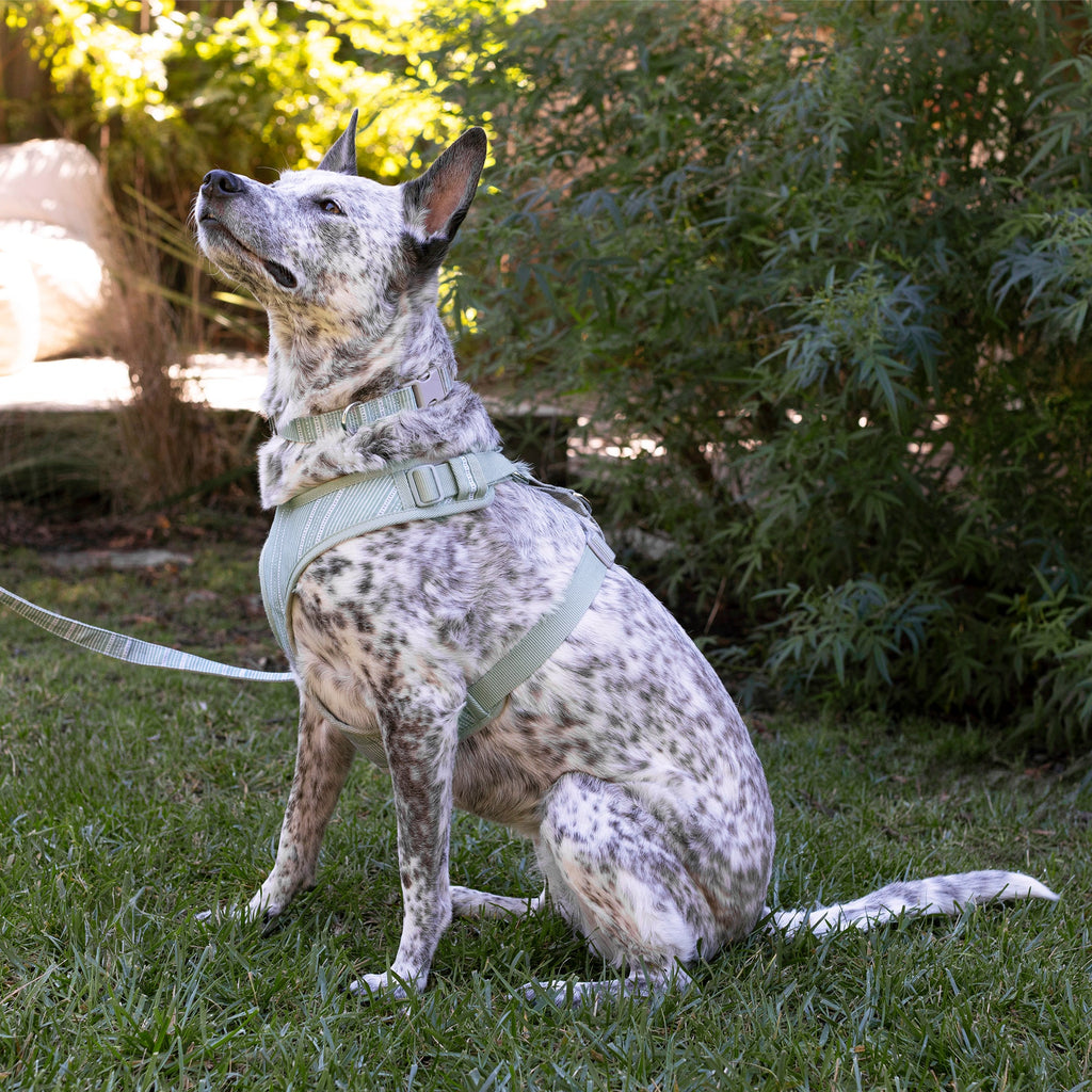 Block Stripe Dusty Sage Dog Harness