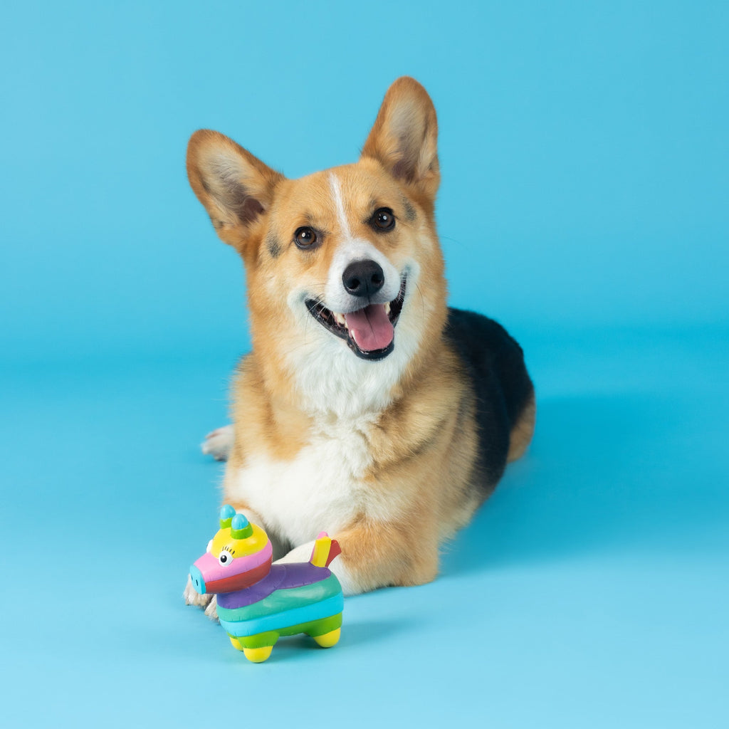 Life's A Paw-Ty Latex Dog Toy