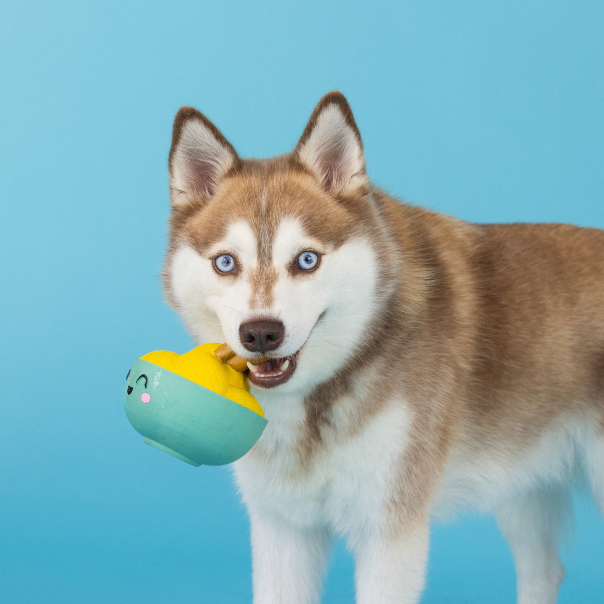 You Make Miso Happy Latex Dog Toy