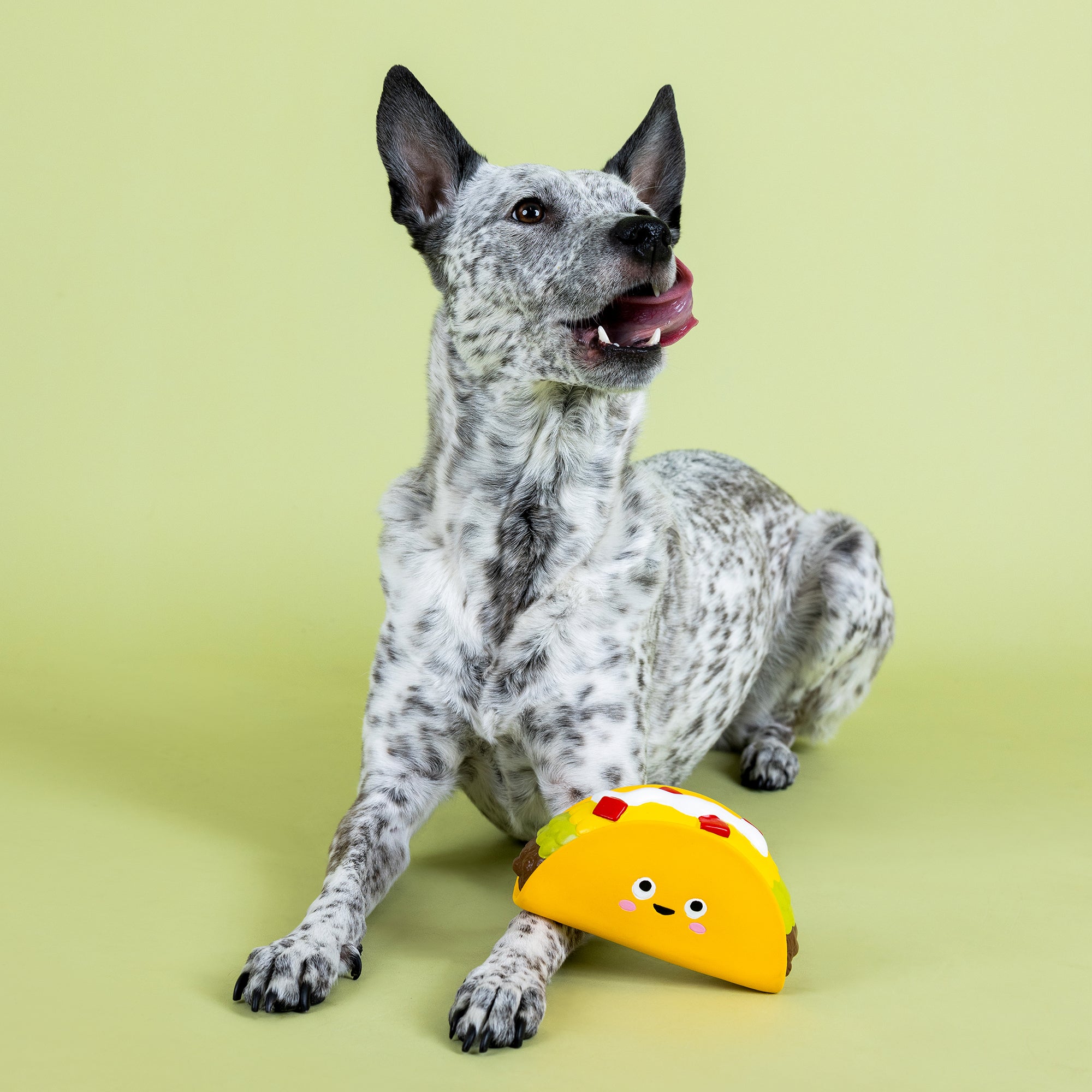 Whatchu Taco 'Bout Latex Dog Toy