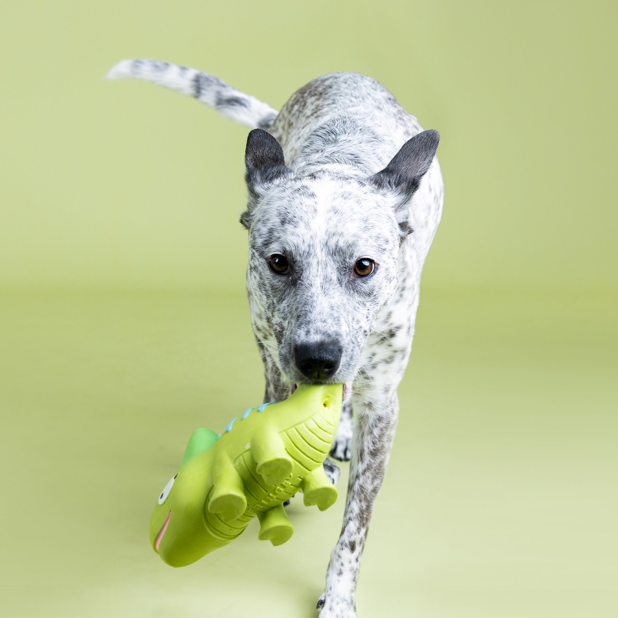 One In A Cha-Million Latex Dog Toy
