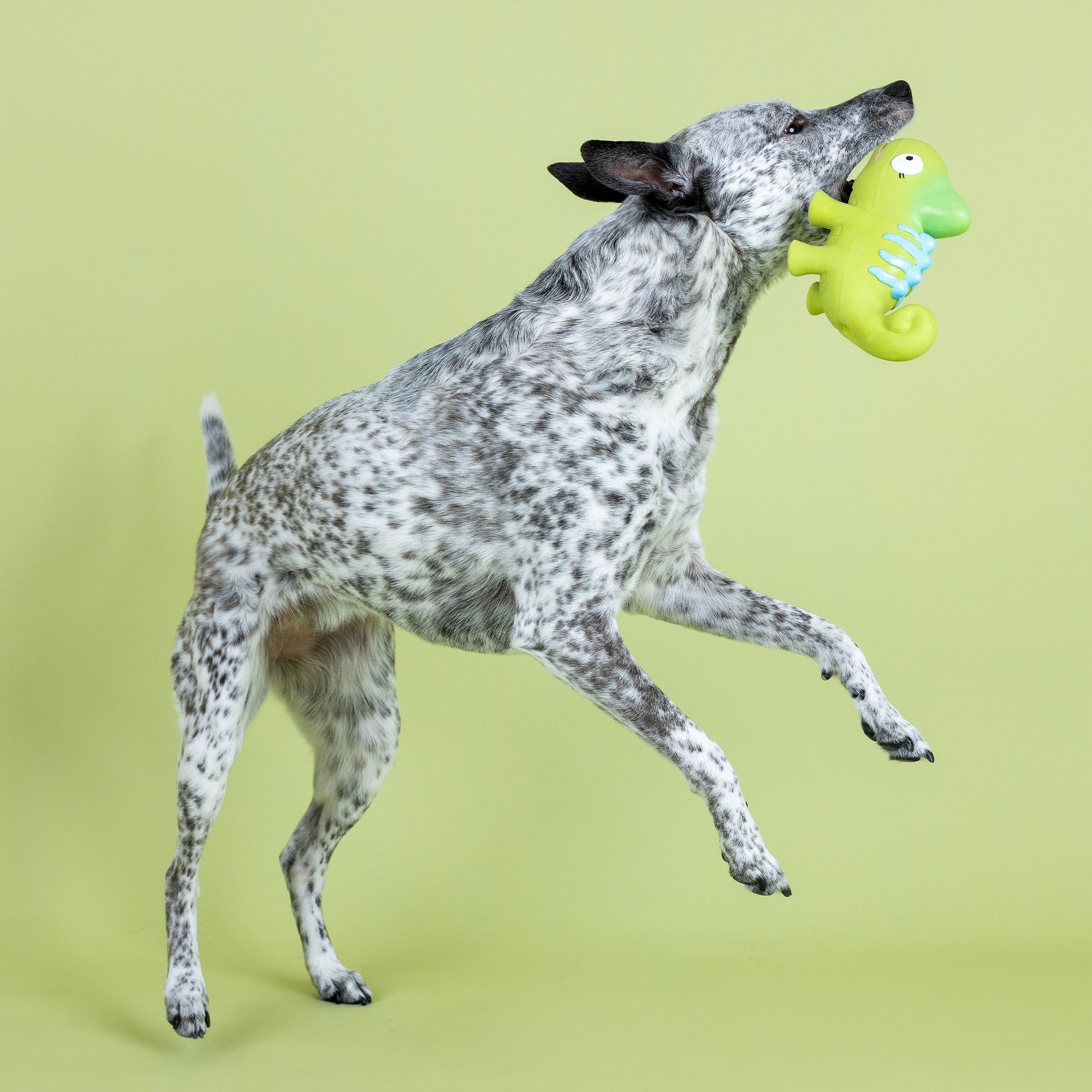 One In A Cha-Million Latex Dog Toy