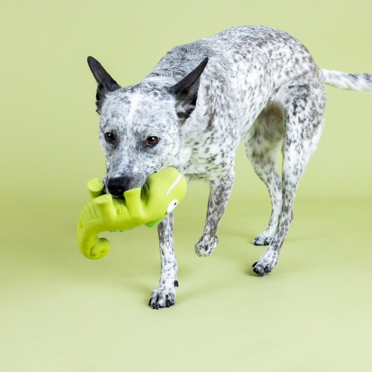One In A Cha-Million Latex Dog Toy