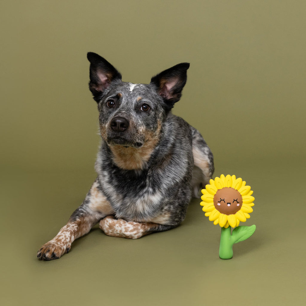 Way To Grow! Latex Dog Toy