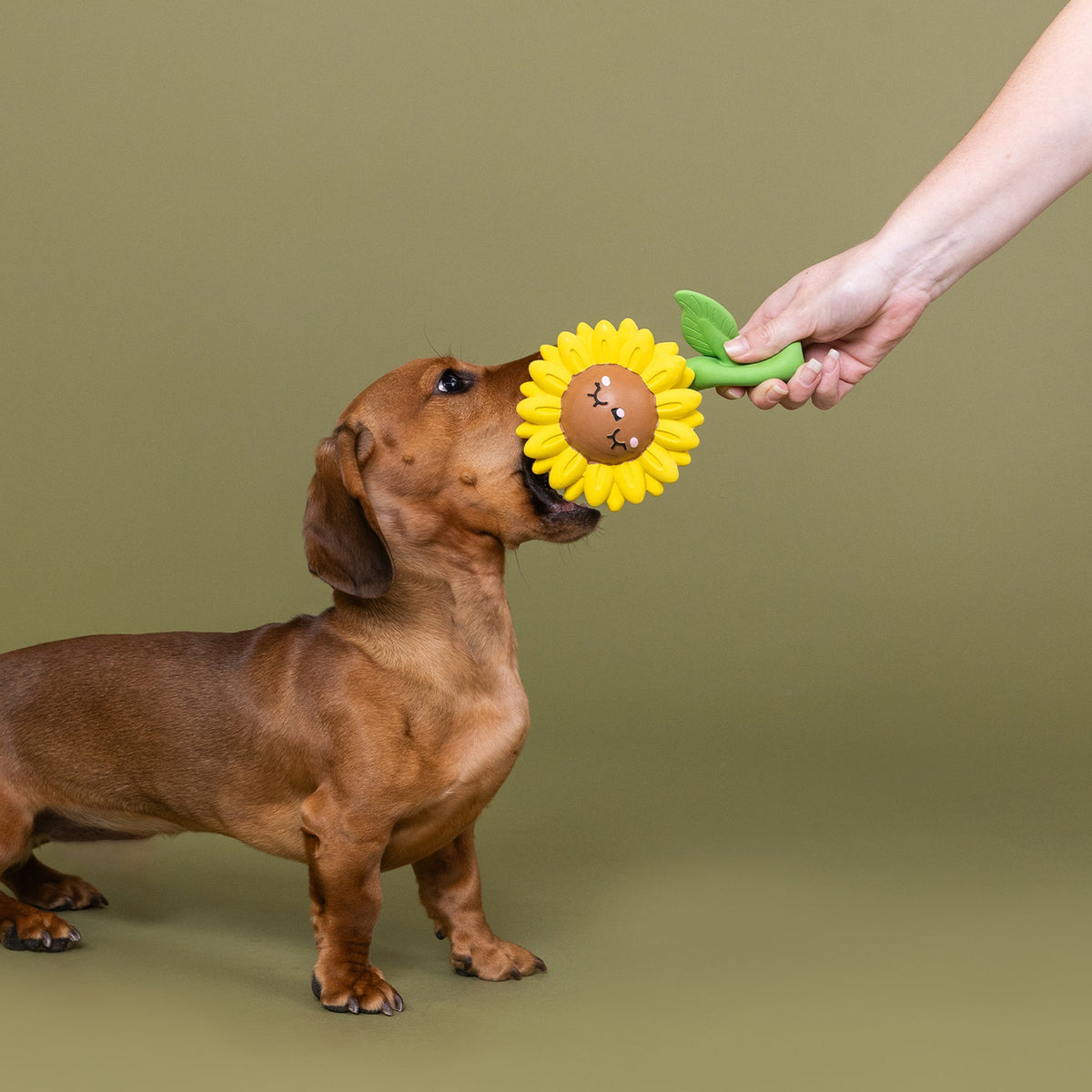 Way To Grow! Latex Dog Toy