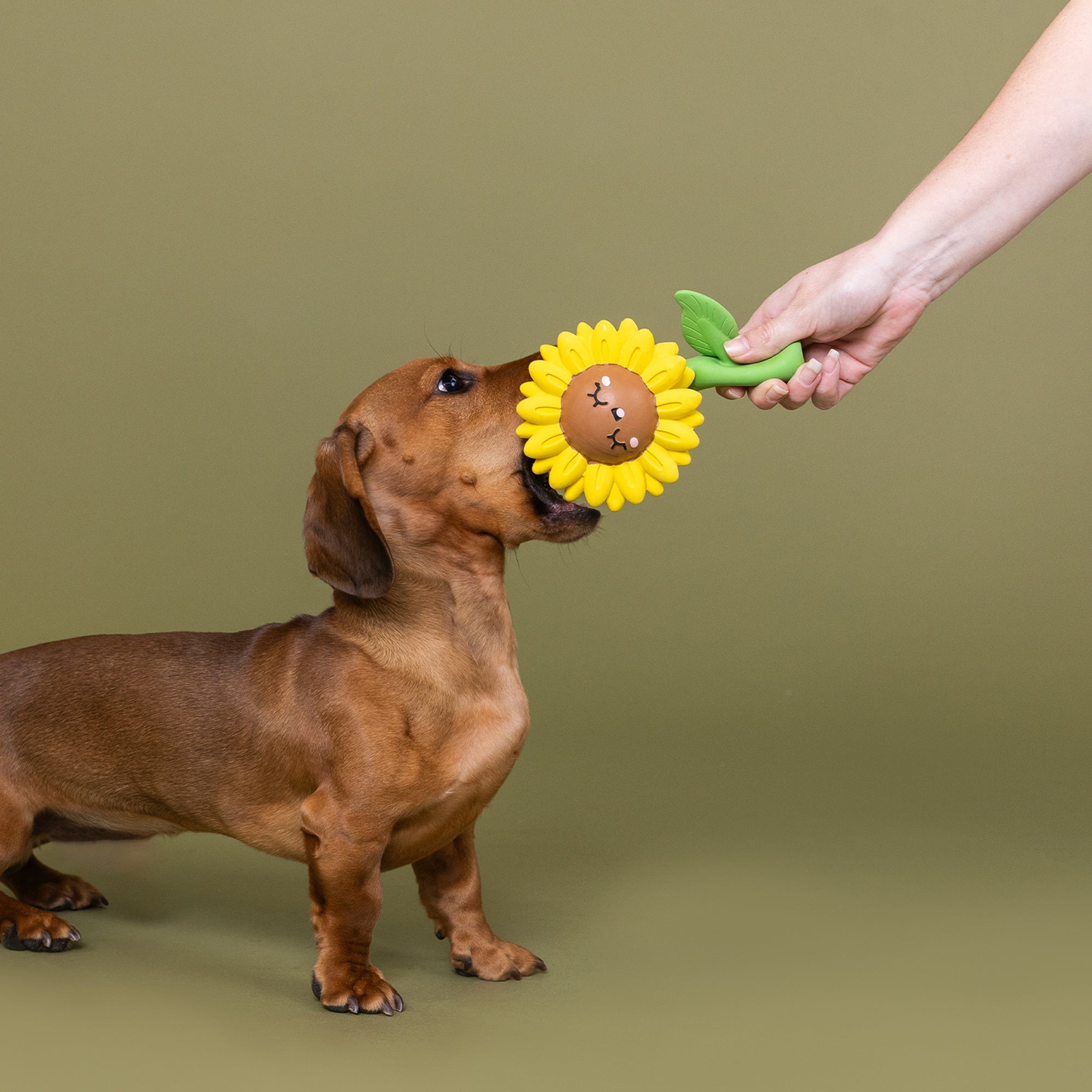 Way To Grow! Latex Dog Toy