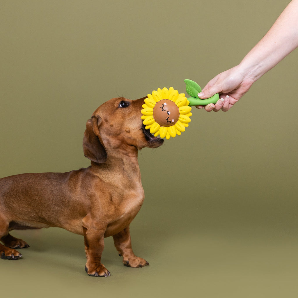 Way To Grow! Latex Dog Toy