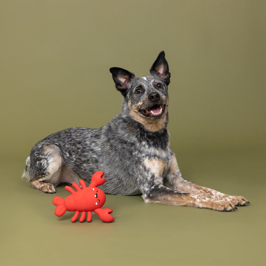 Snappy And Happy Latex Dog Toy
