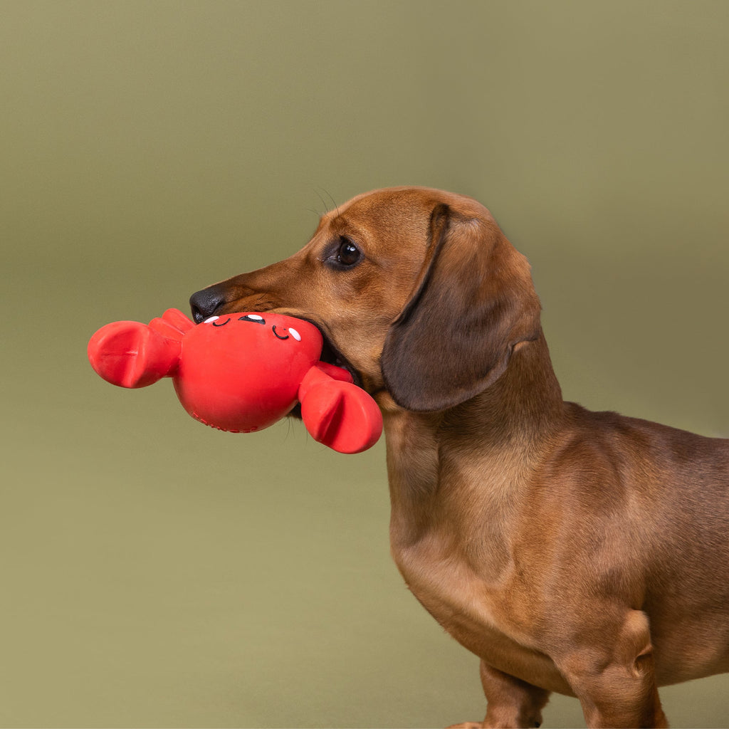 Snappy And Happy Latex Dog Toy