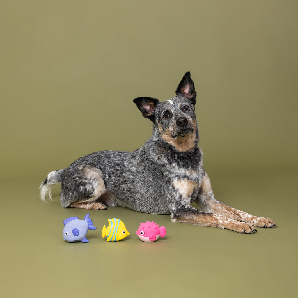 Stay Salty Latex Dog Toys