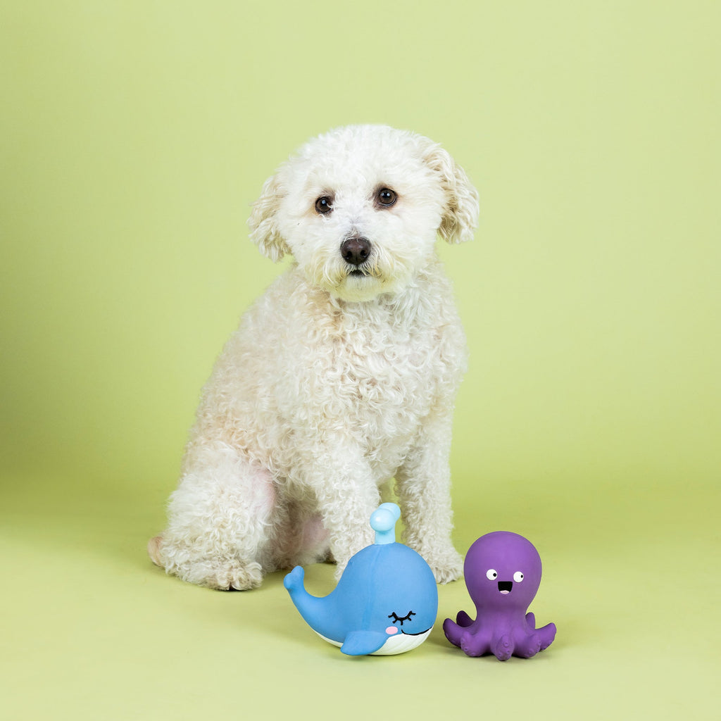 Happy To Sea You Latex Dog Toy