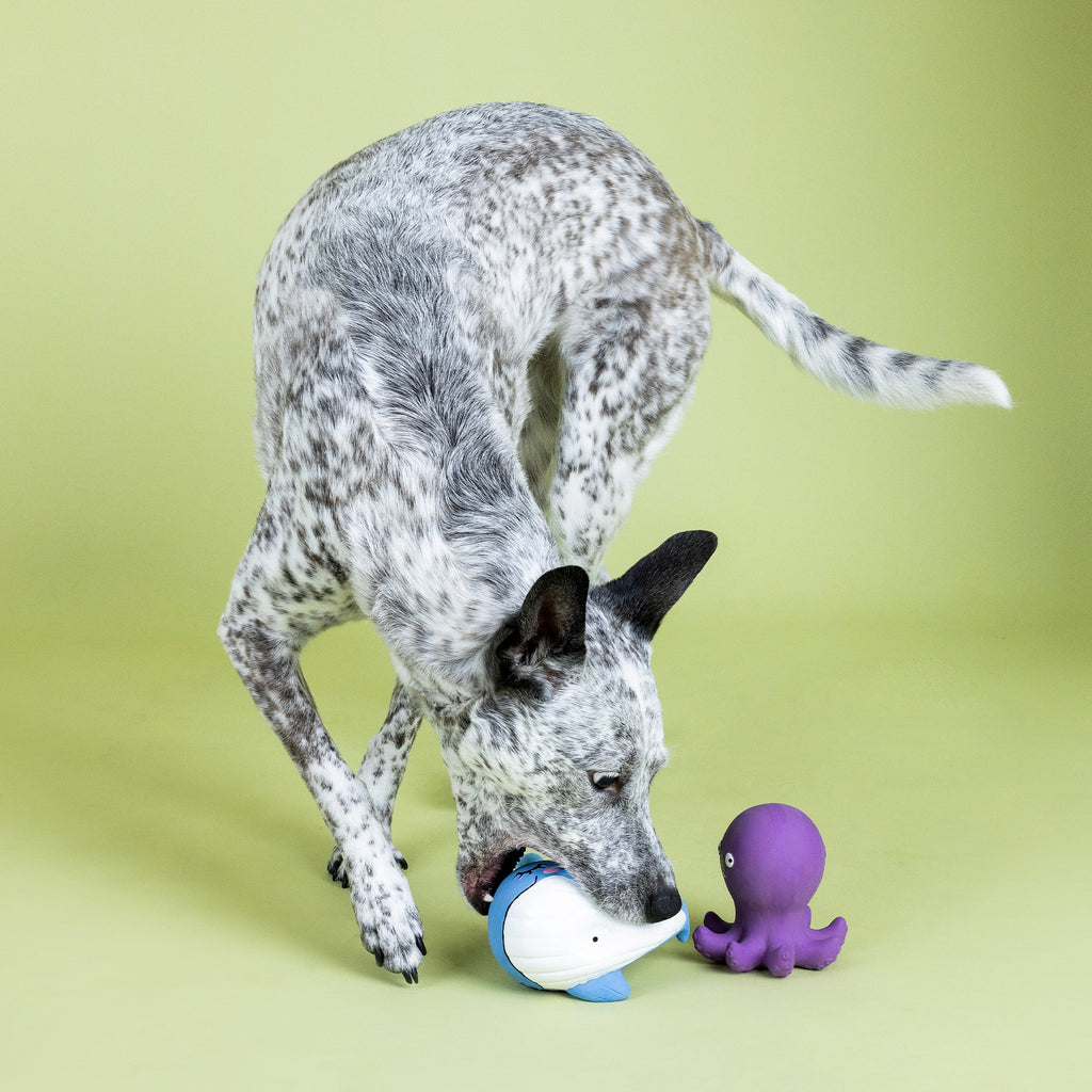 Happy To Sea You Latex Dog Toy