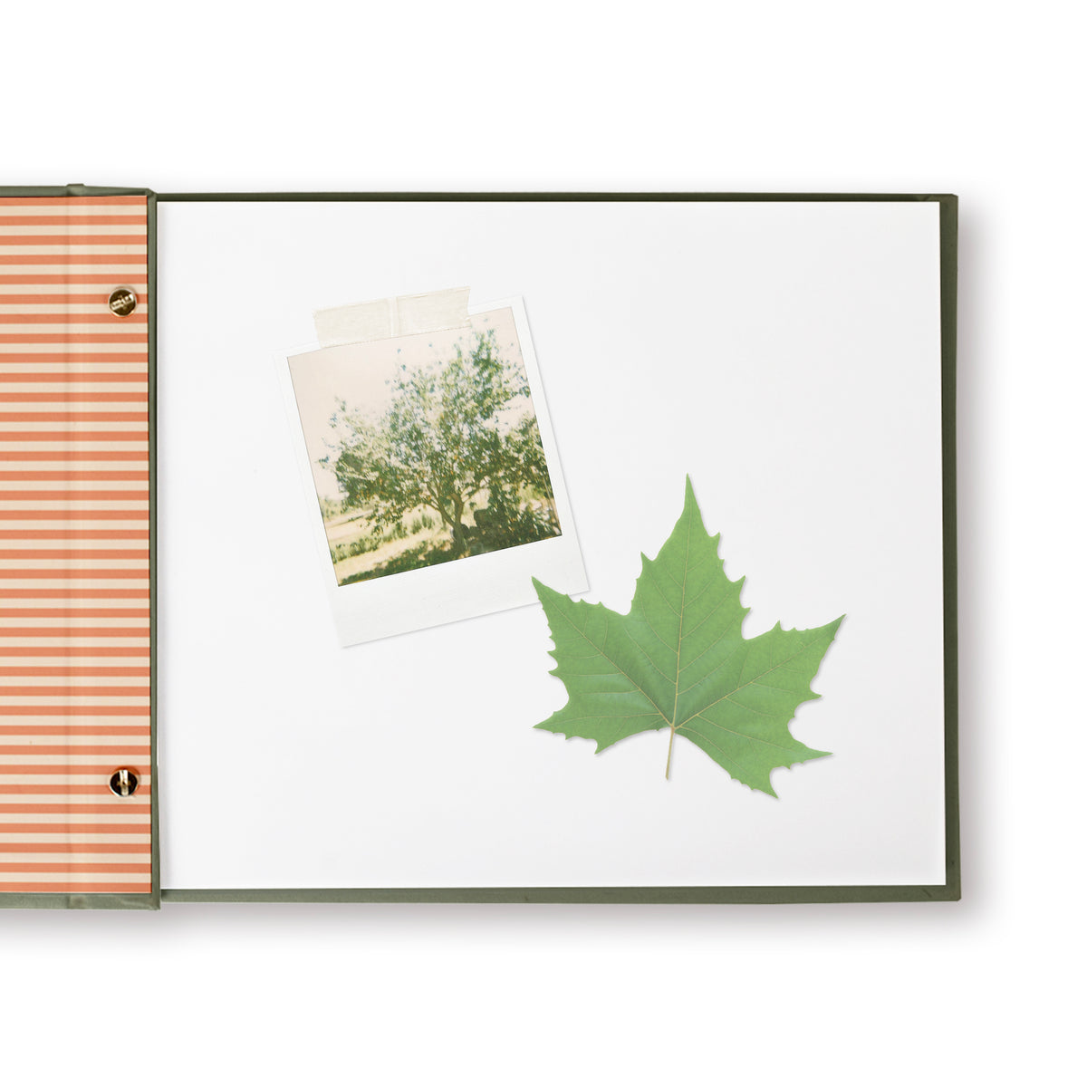 Forage Maple Scrapbook Album