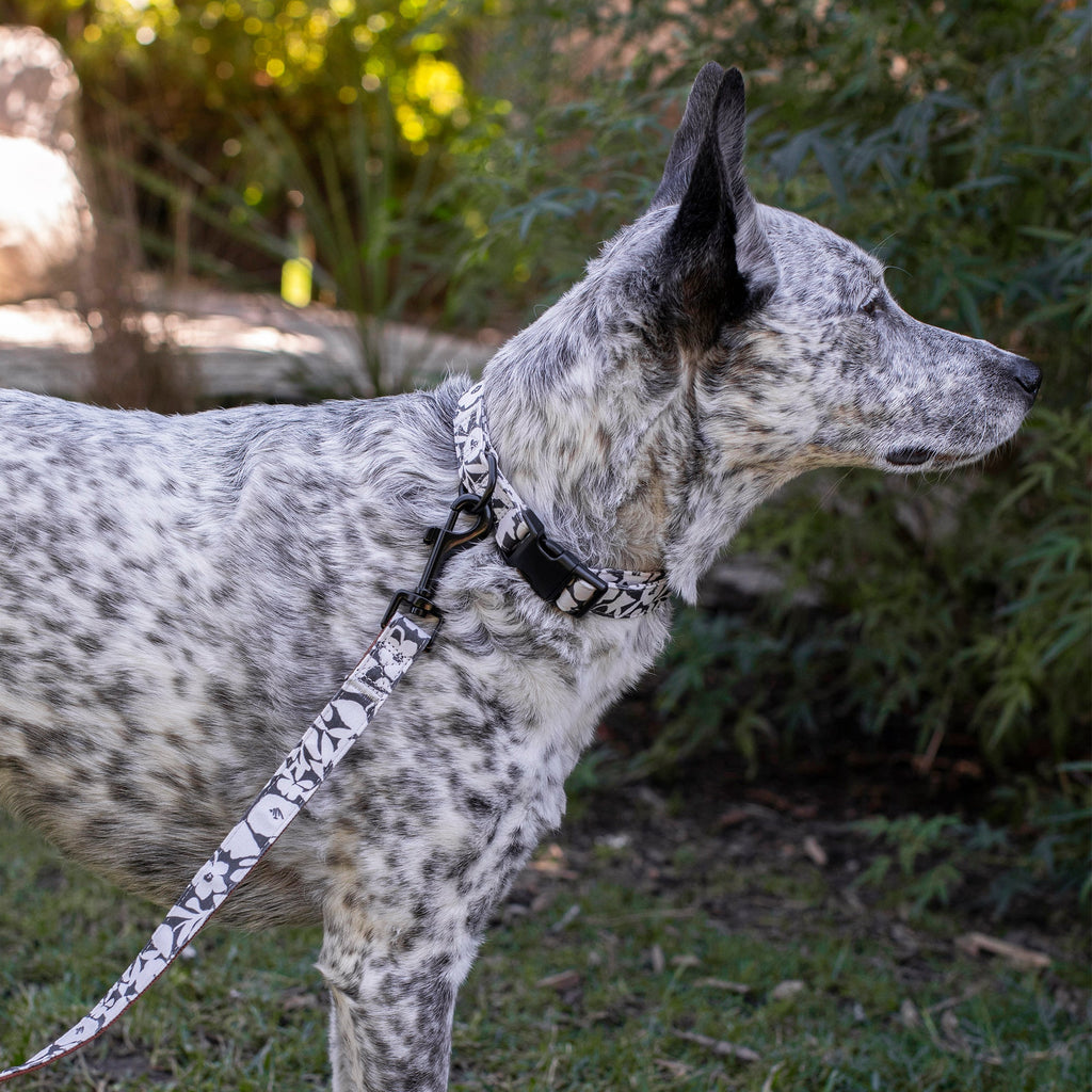 Charcoal Floral Dog Leash