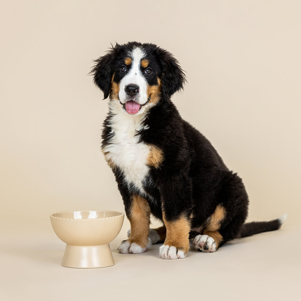 Scalloped Edge Stone Medium Elevated Dog Bowl