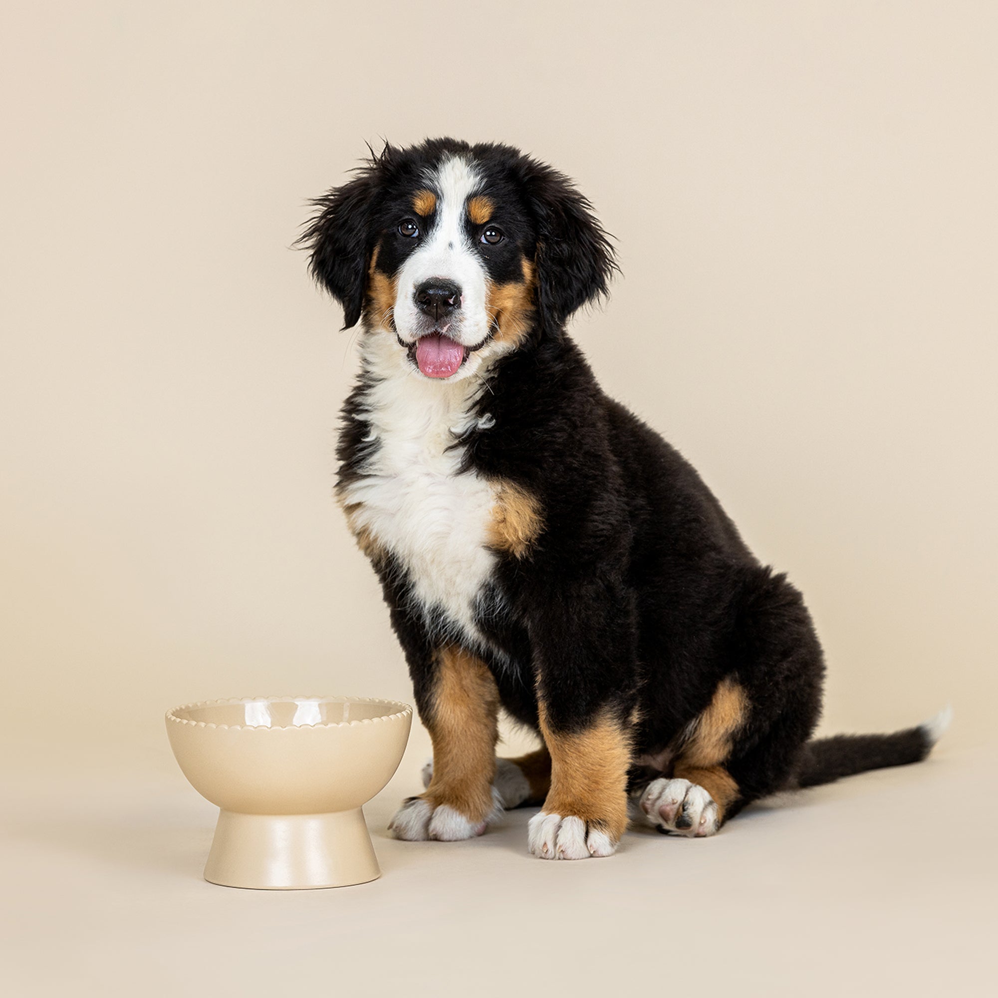 Scalloped Edge Stone Medium Elevated Dog Bowl