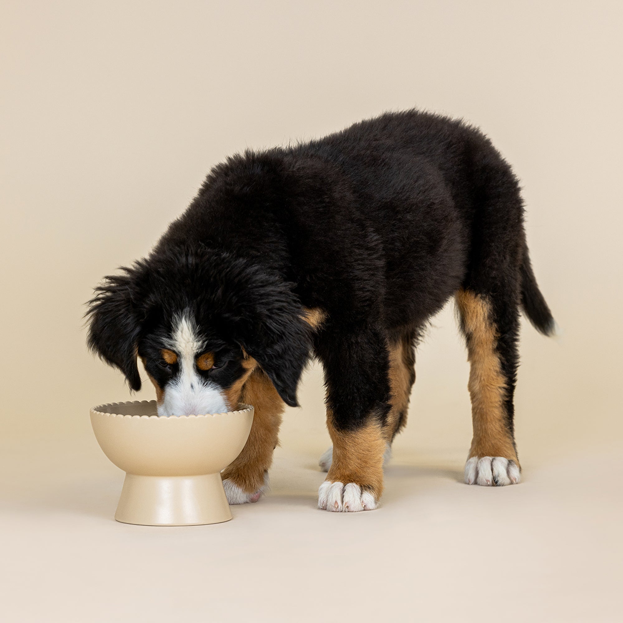 Scalloped Edge Stone Medium Elevated Dog Bowl