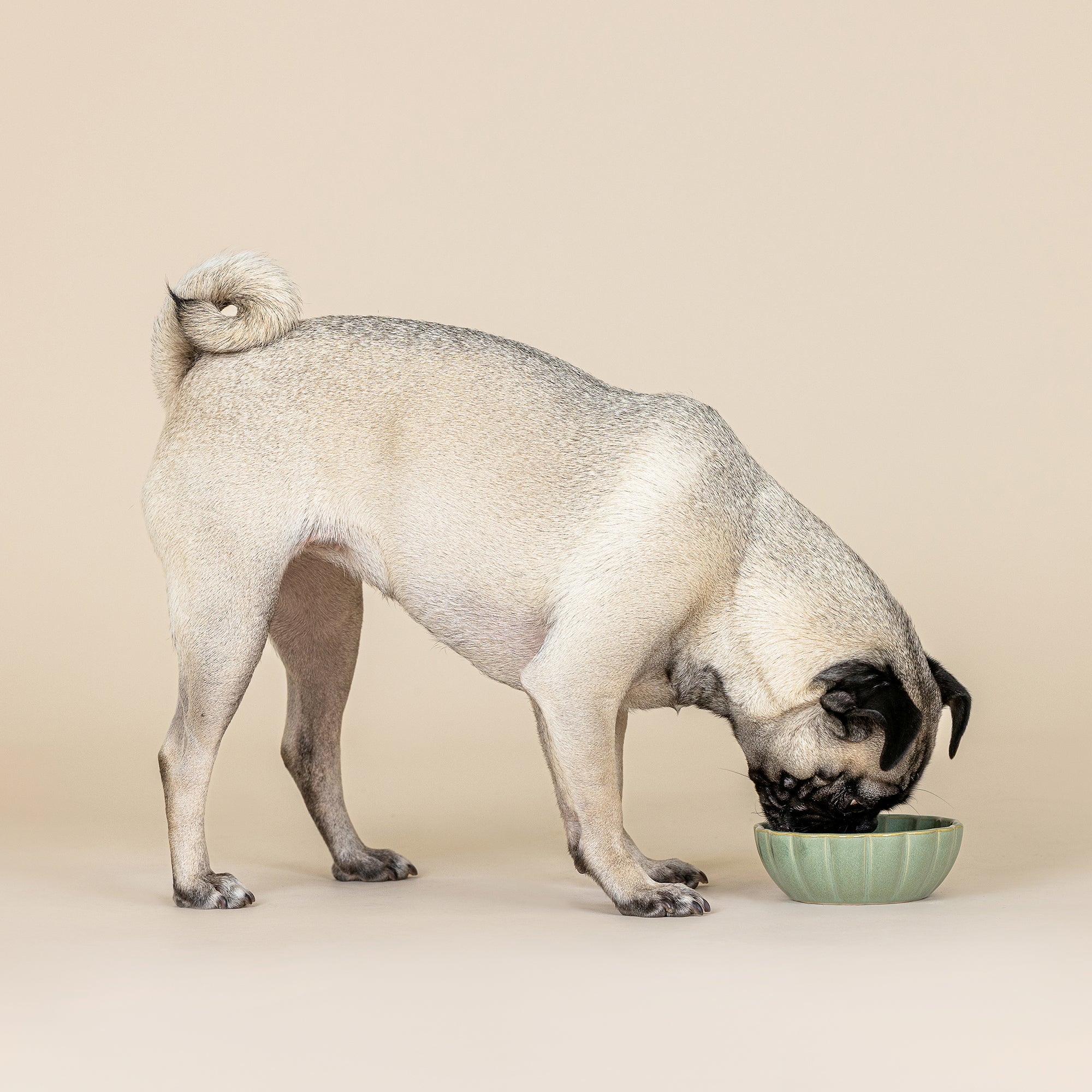 Scalloped Curved Sage Small Dog Bowl