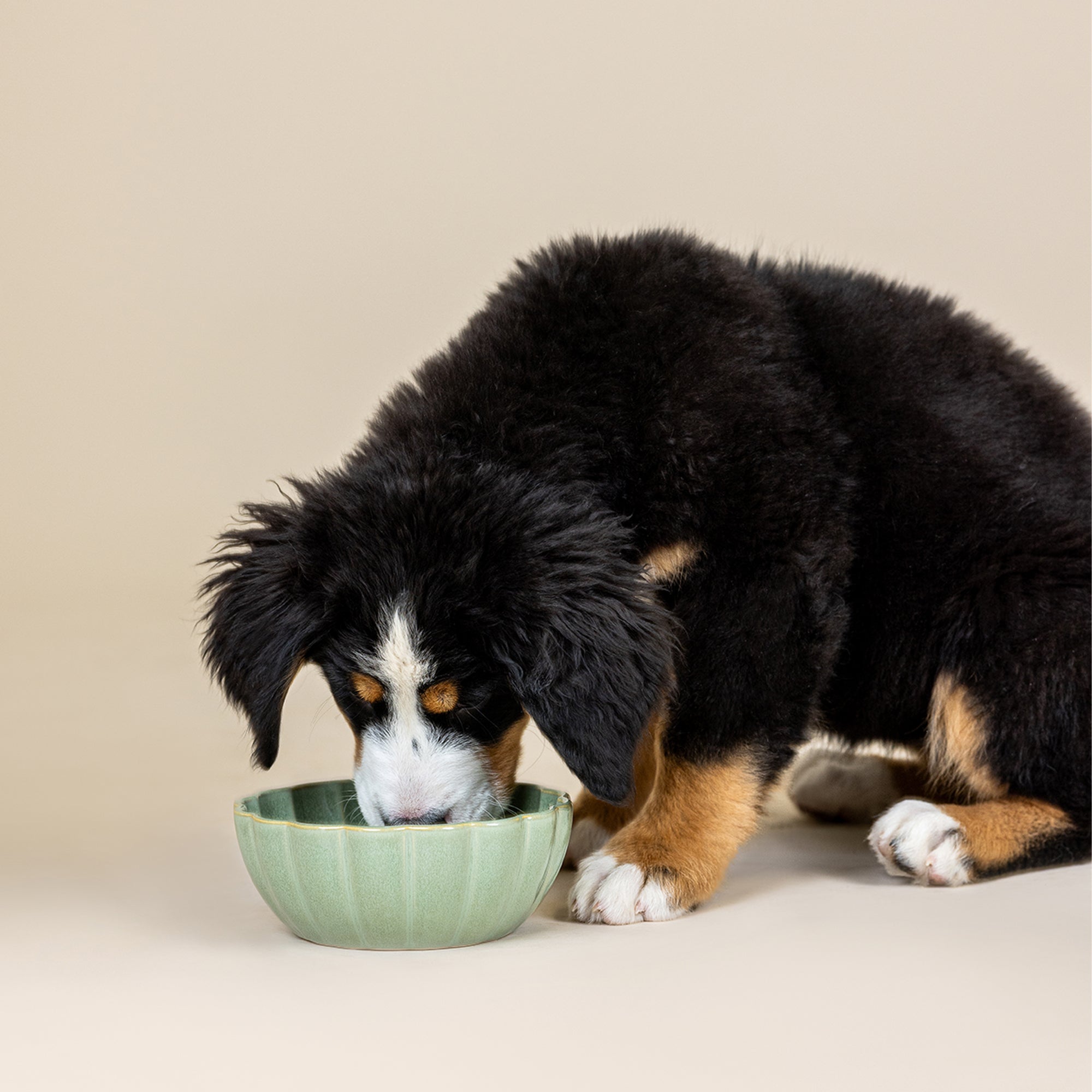 Scalloped Curved Sage Medium Dog Bowl