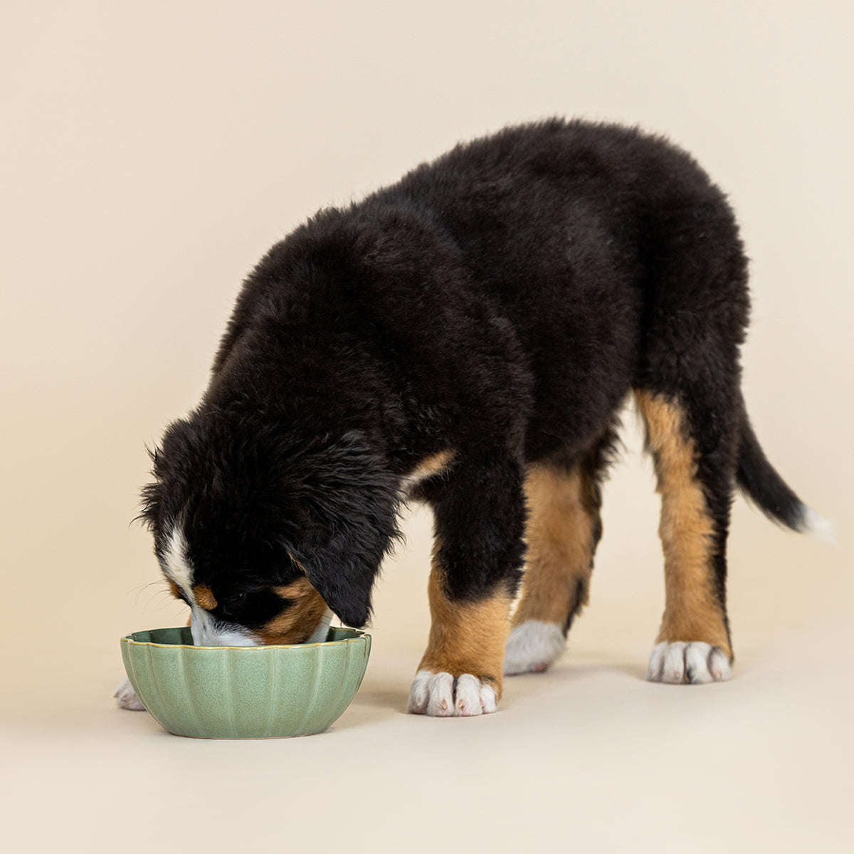 Scalloped Curved Sage Medium Dog Bowl