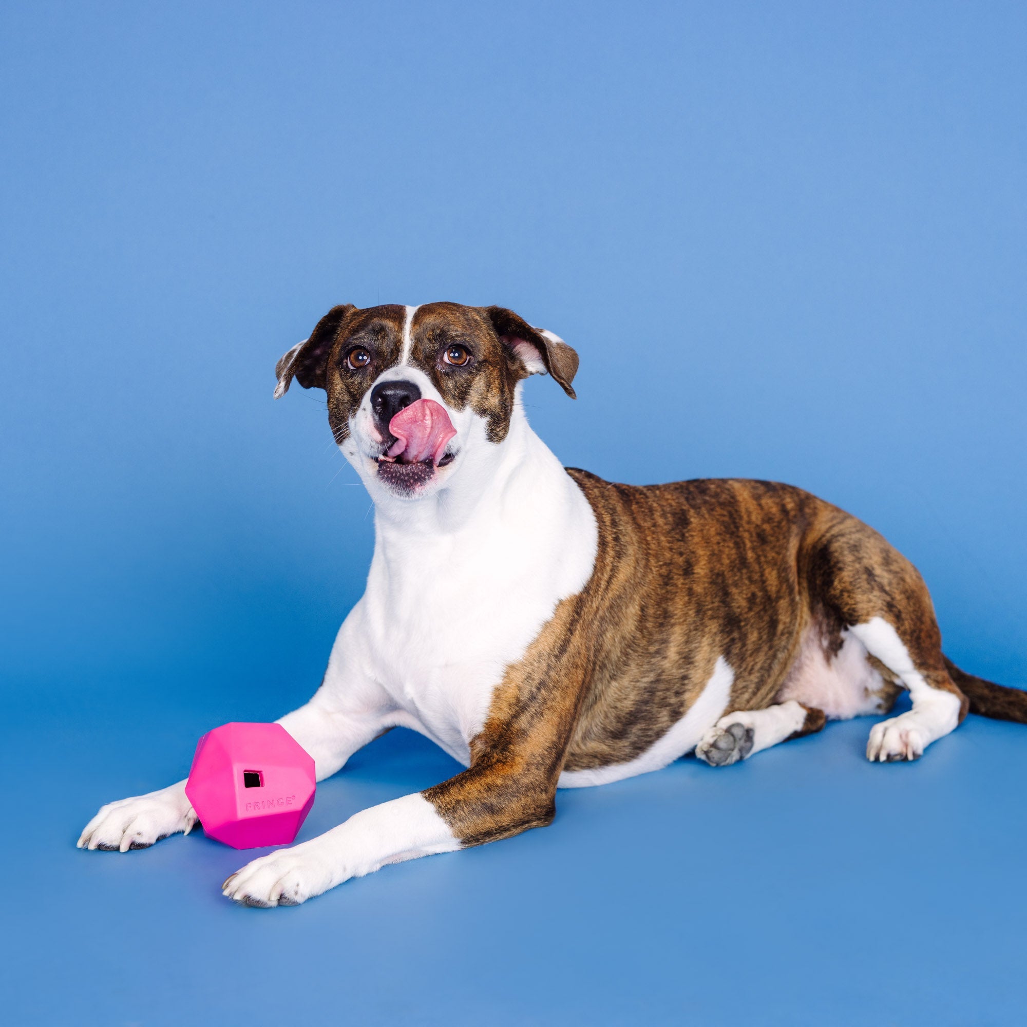 Having A Ball Hot Pink Rubber Dog Toy