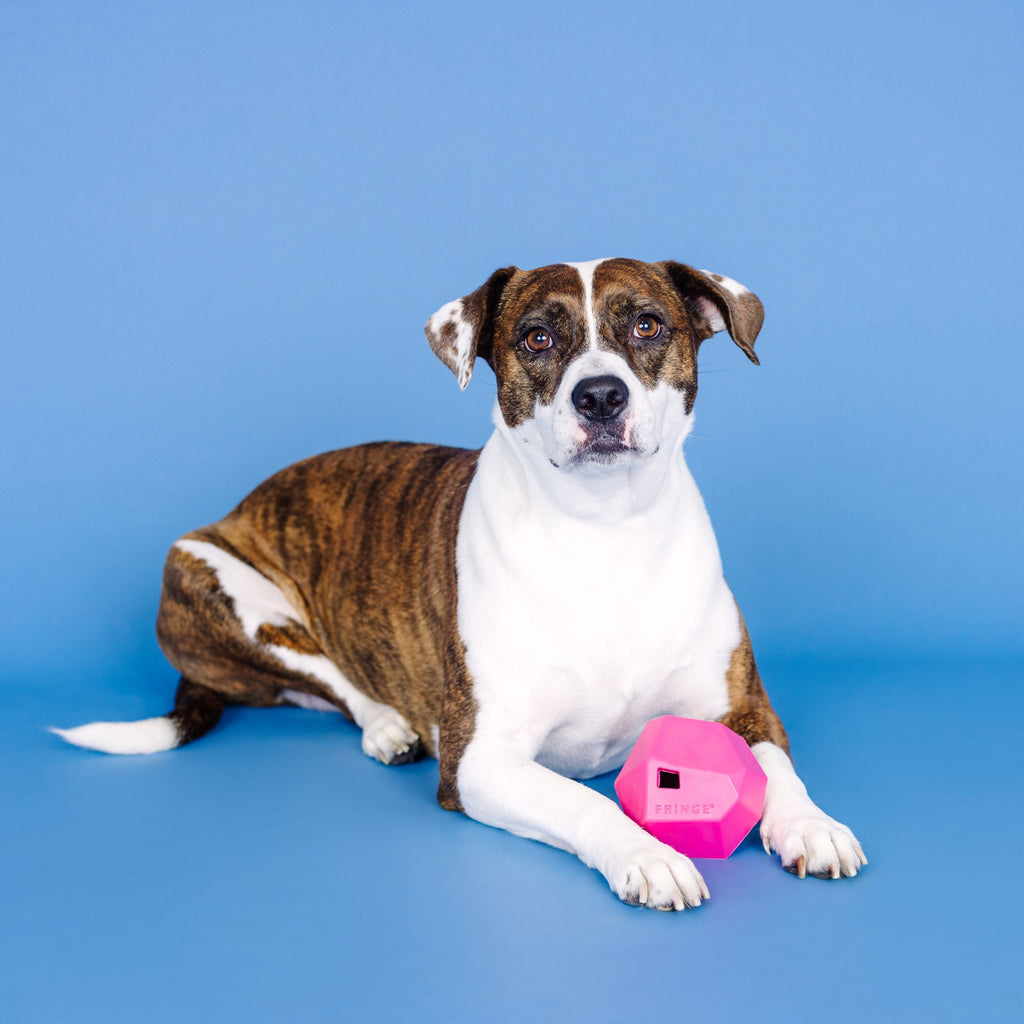 Having A Ball Hot Pink Rubber Dog Toy