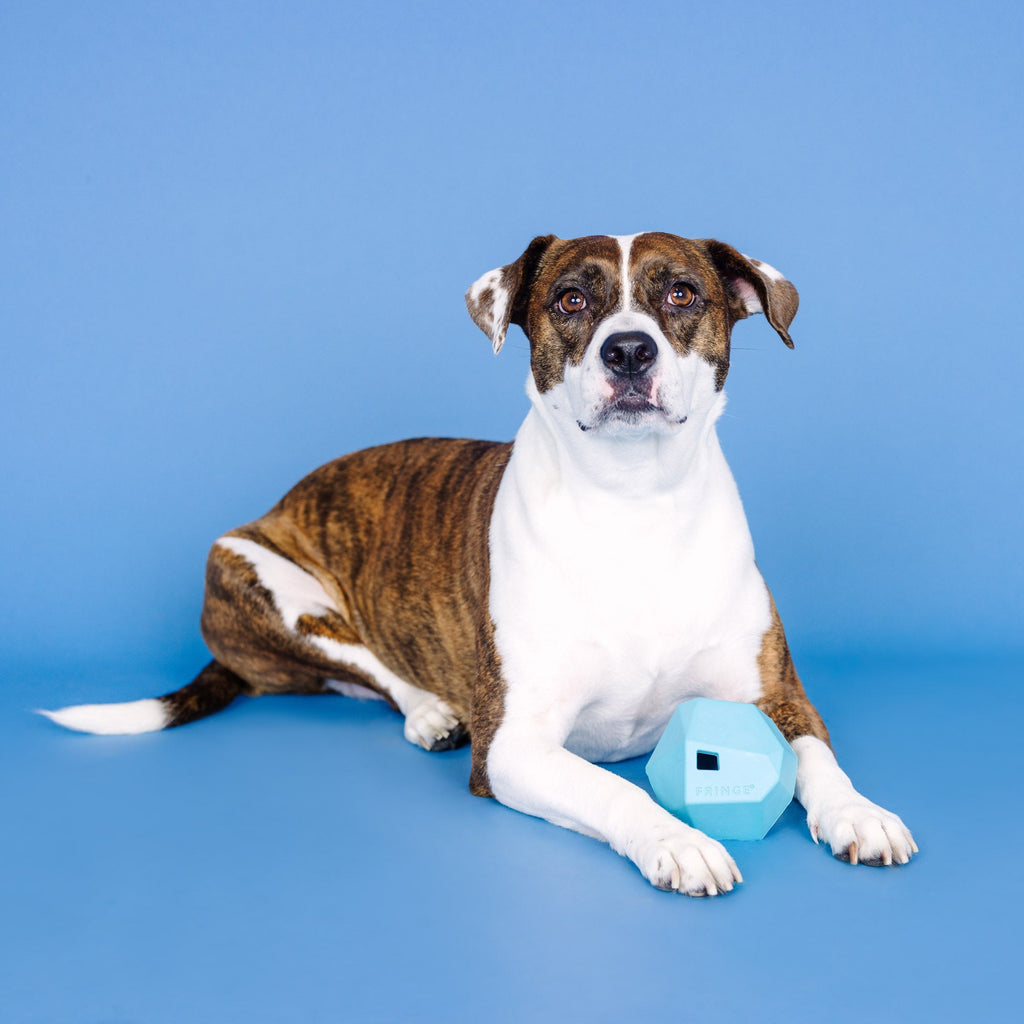 Having A Ball Blue Rubber Dog Toy