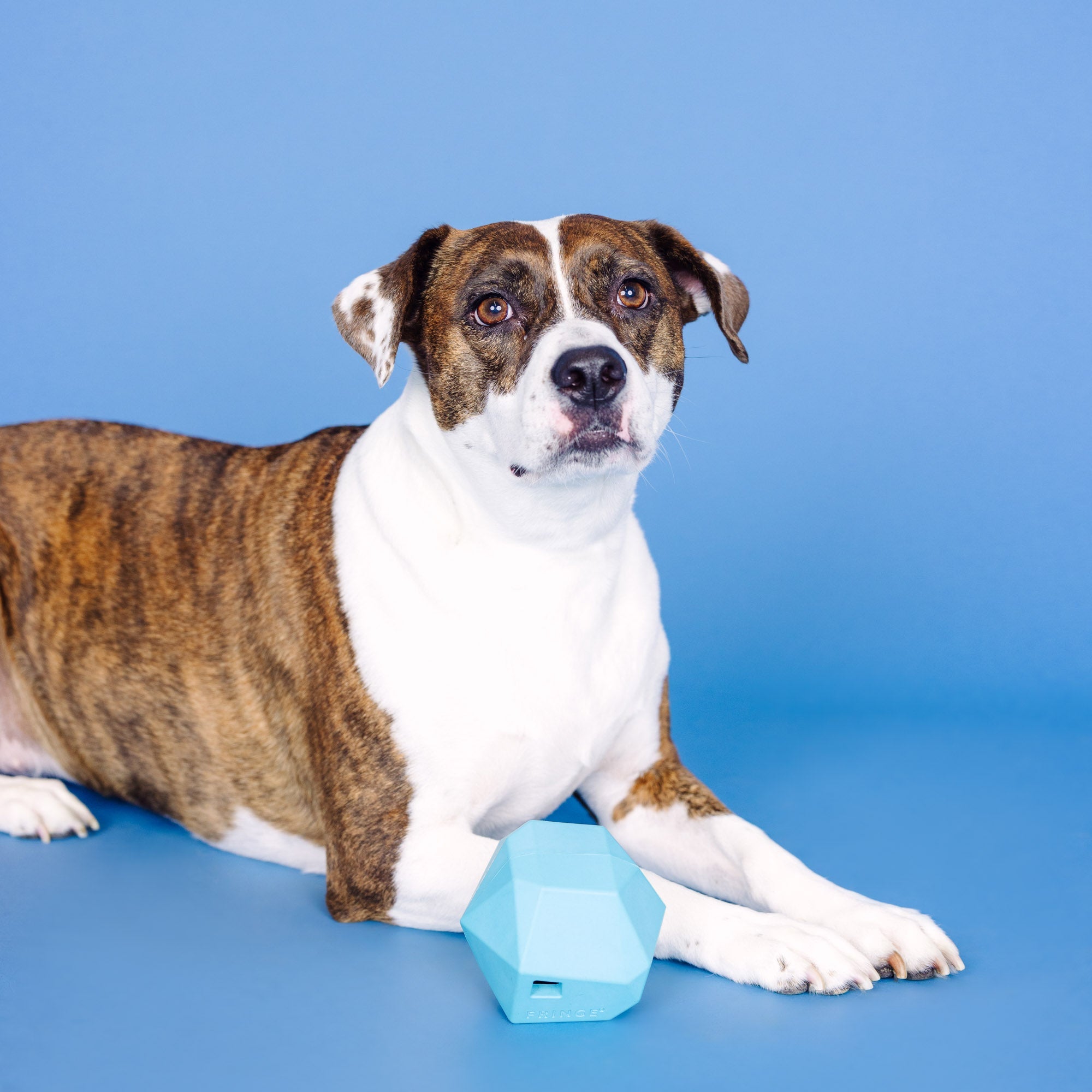 Having A Ball Blue Rubber Dog Toy