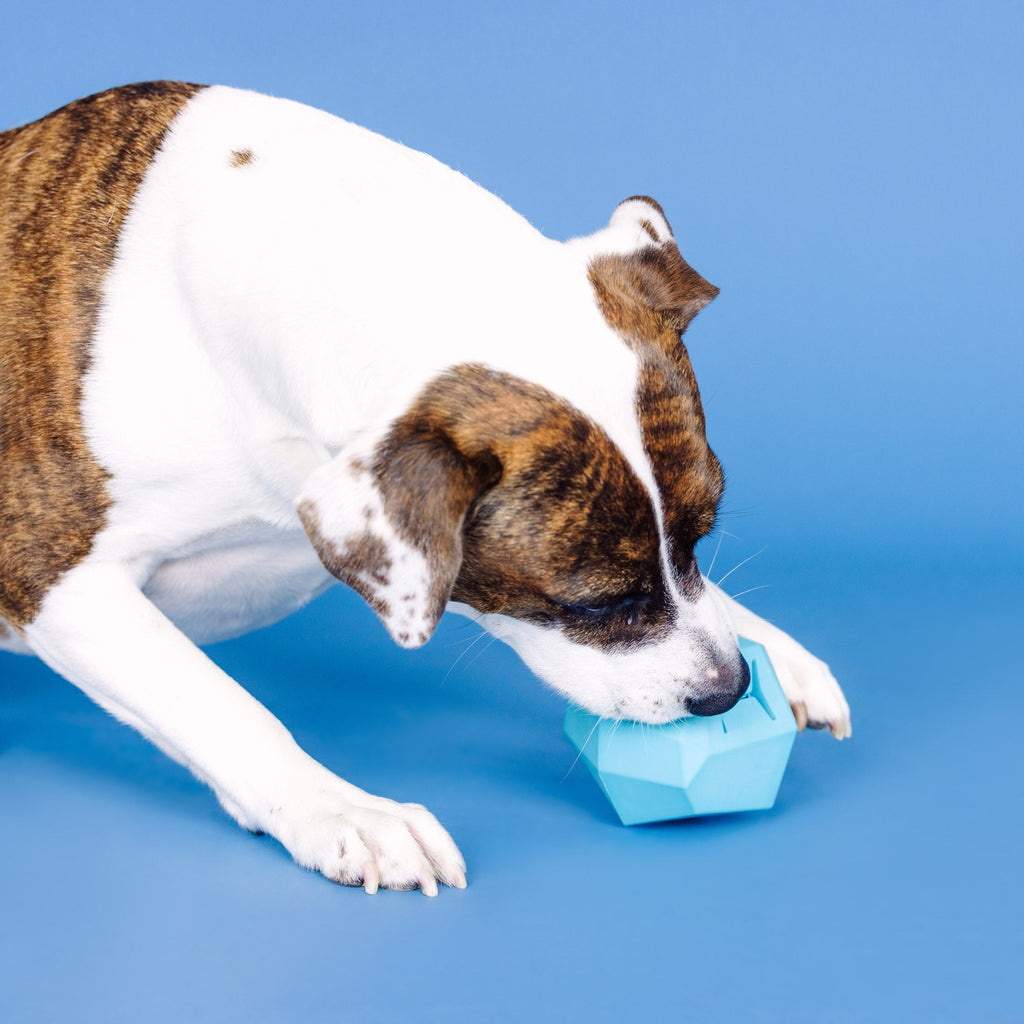 Having A Ball Blue Rubber Dog Toy