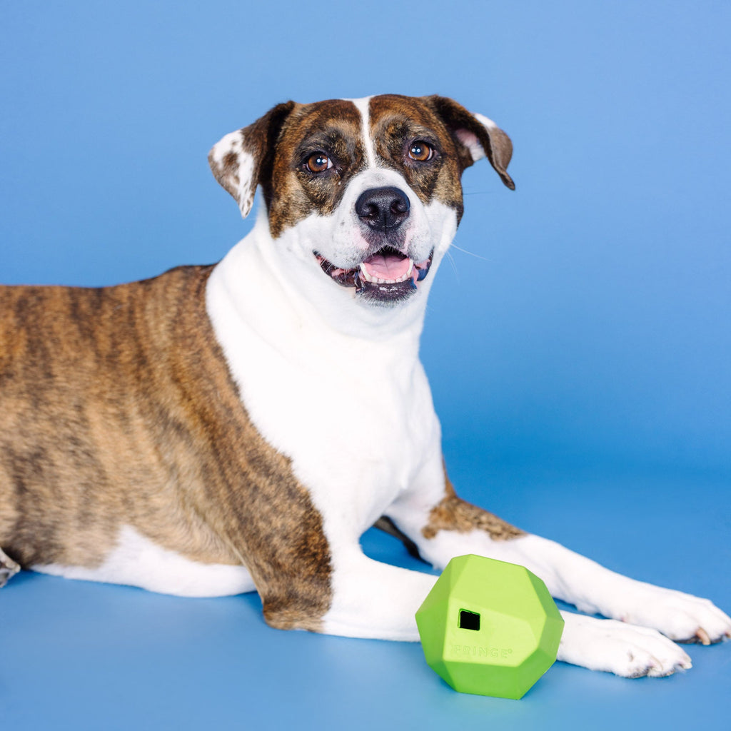 Having A Ball Lime Rubber Dog Toy