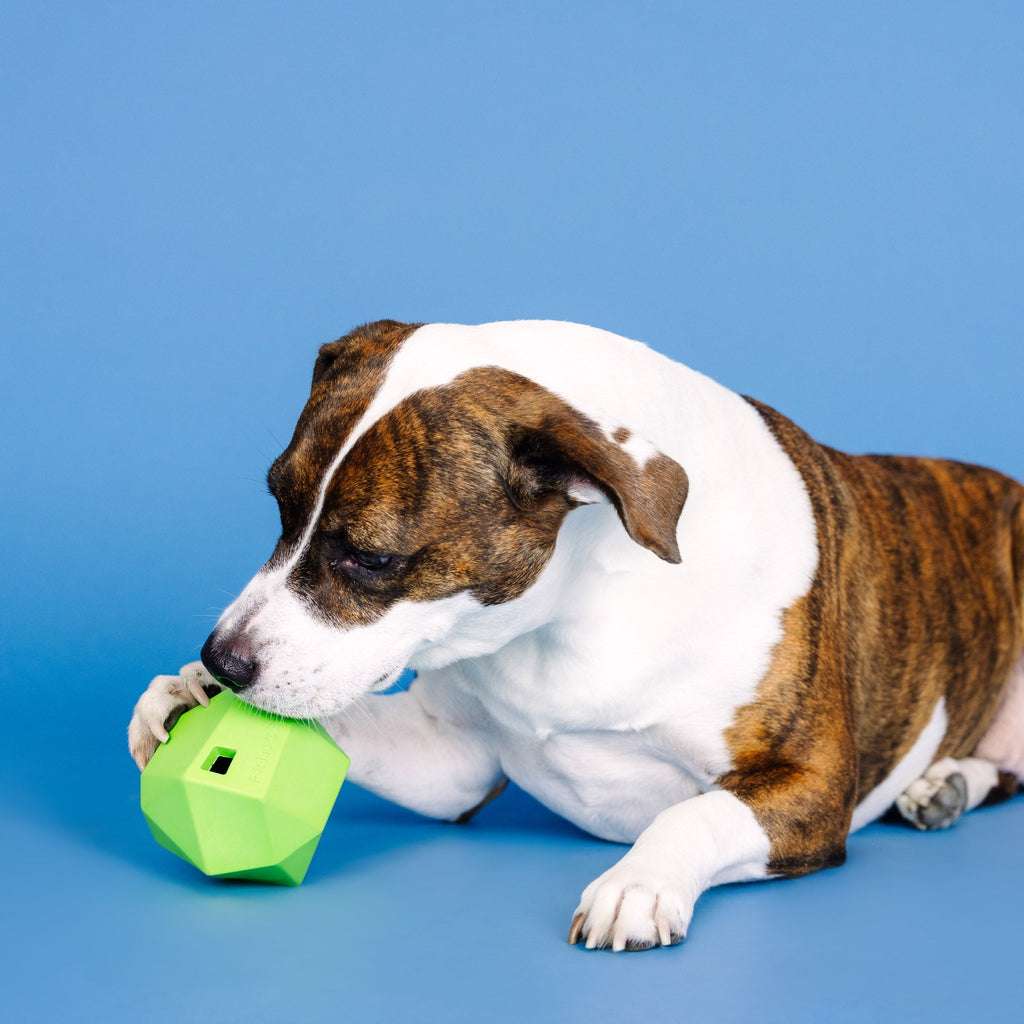 Having A Ball Lime Rubber Dog Toy
