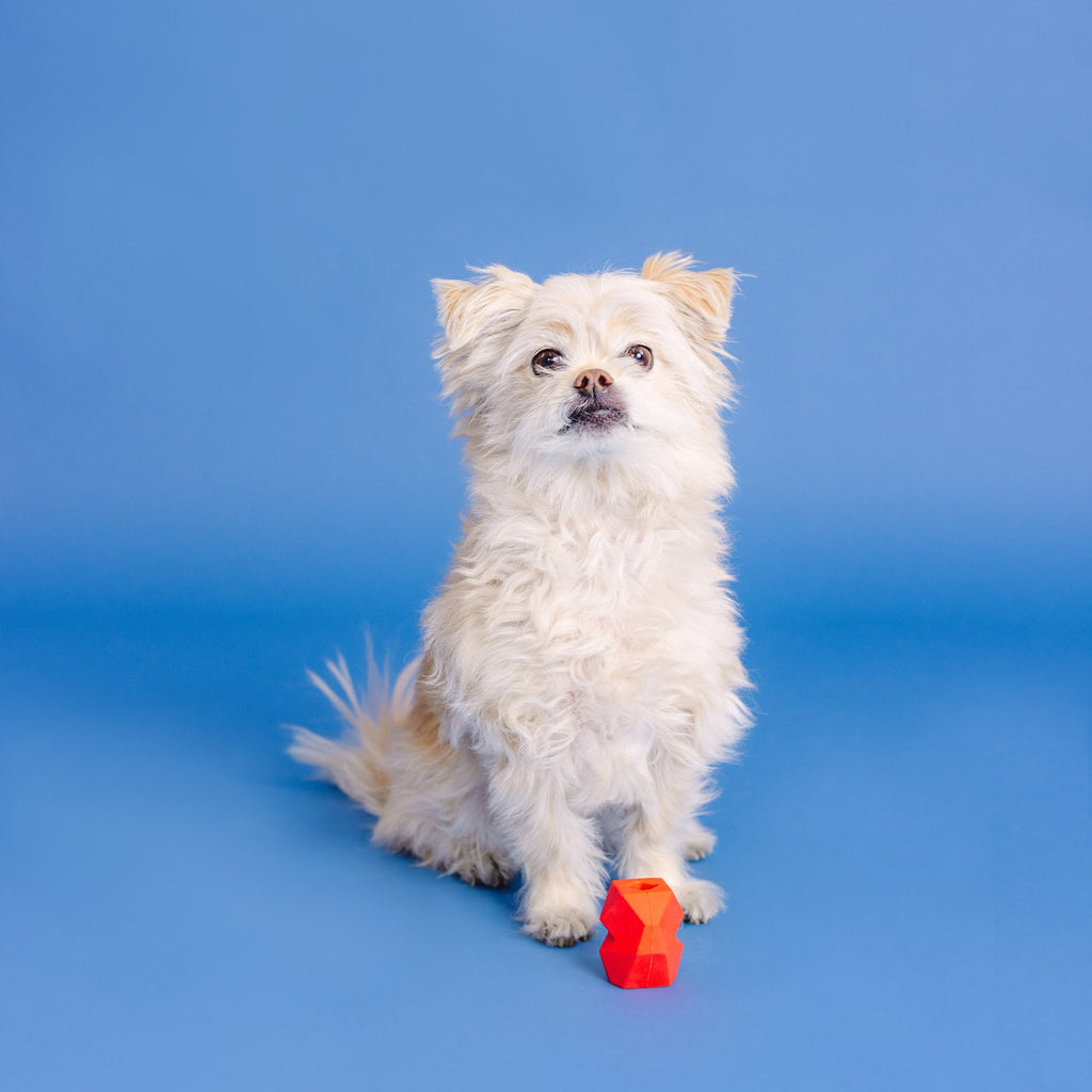 You'Re Adora-Ball Red Rubber Dog Toy