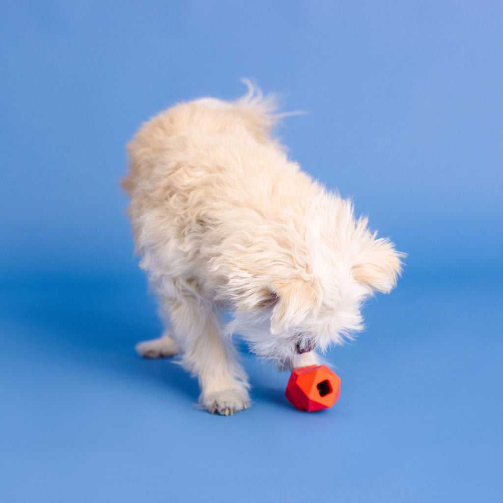 You'Re Adora-Ball Red Rubber Dog Toy