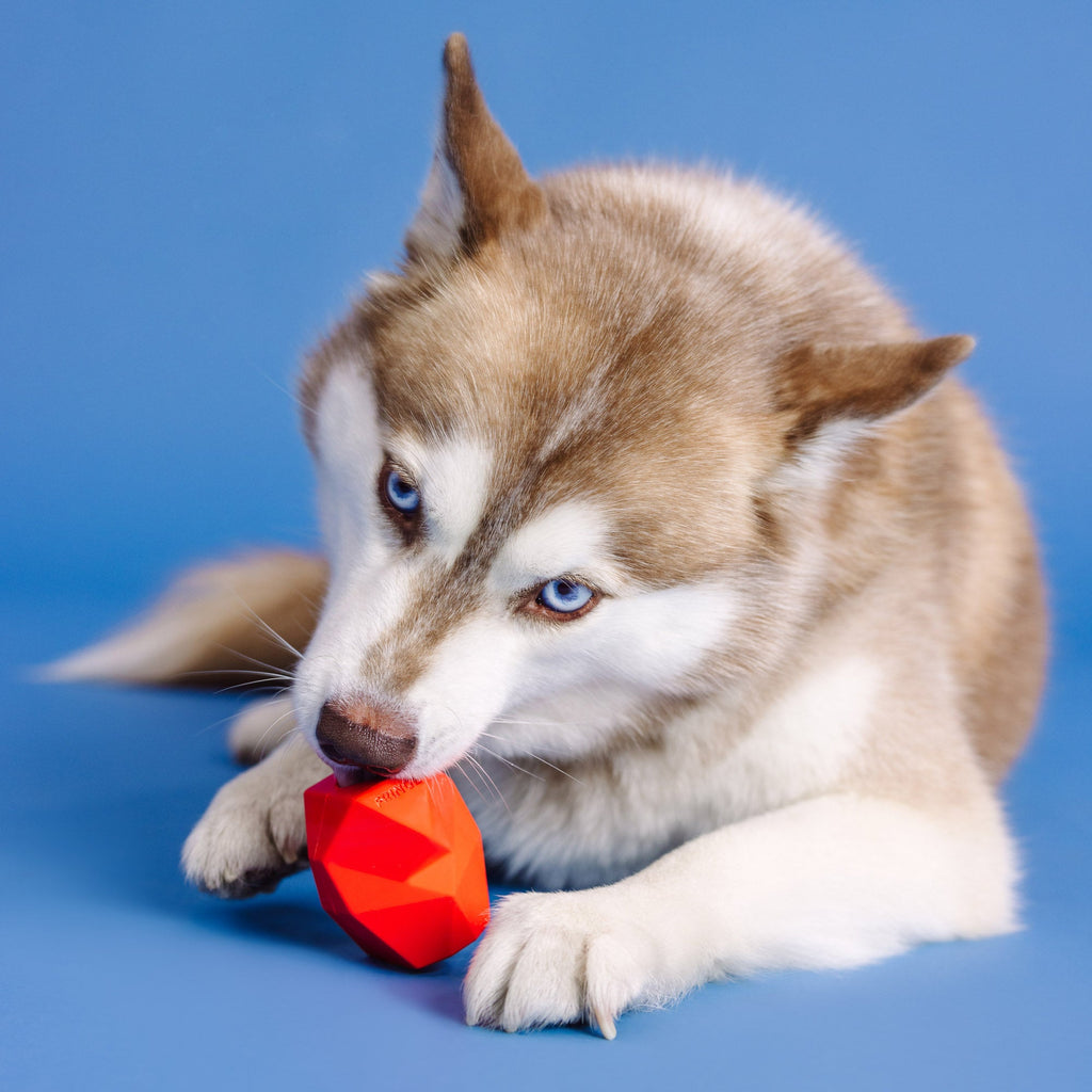 You'Re Adora-Ball Red Rubber Dog Toy