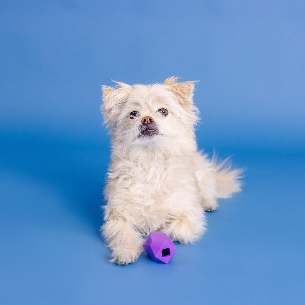 You'Re Adora-Ball Purple Rubber Dog Toy