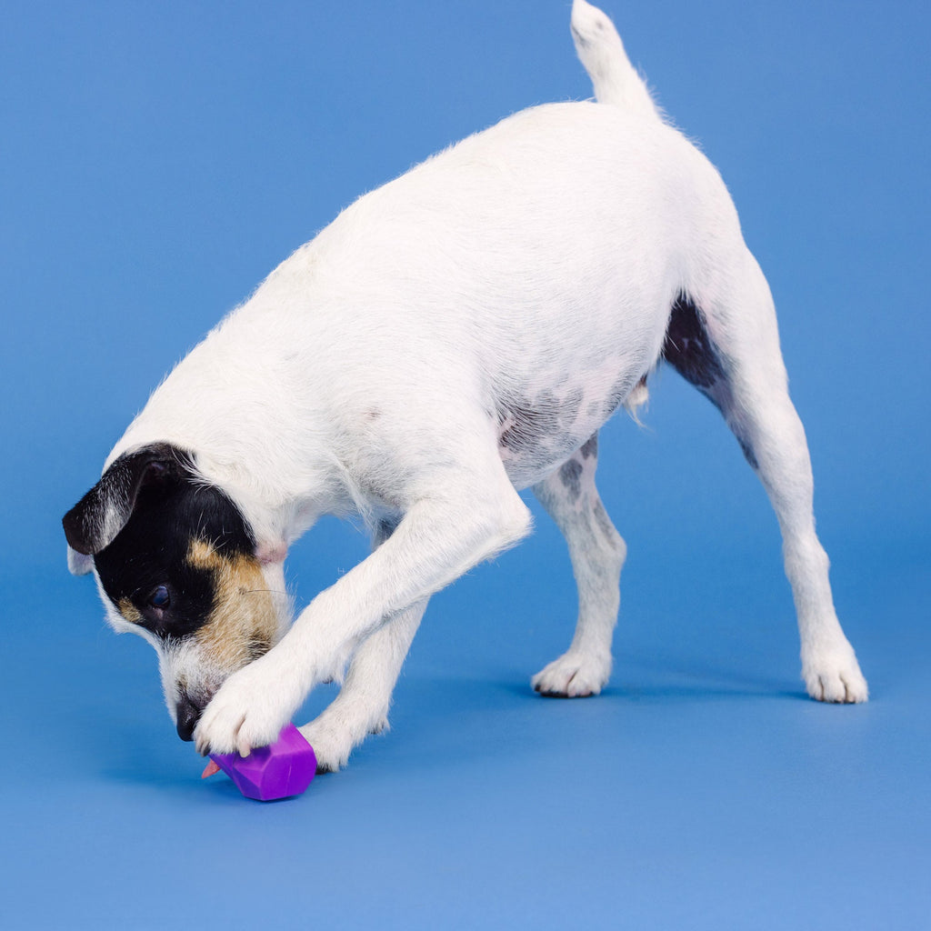 You'Re Adora-Ball Purple Rubber Dog Toy