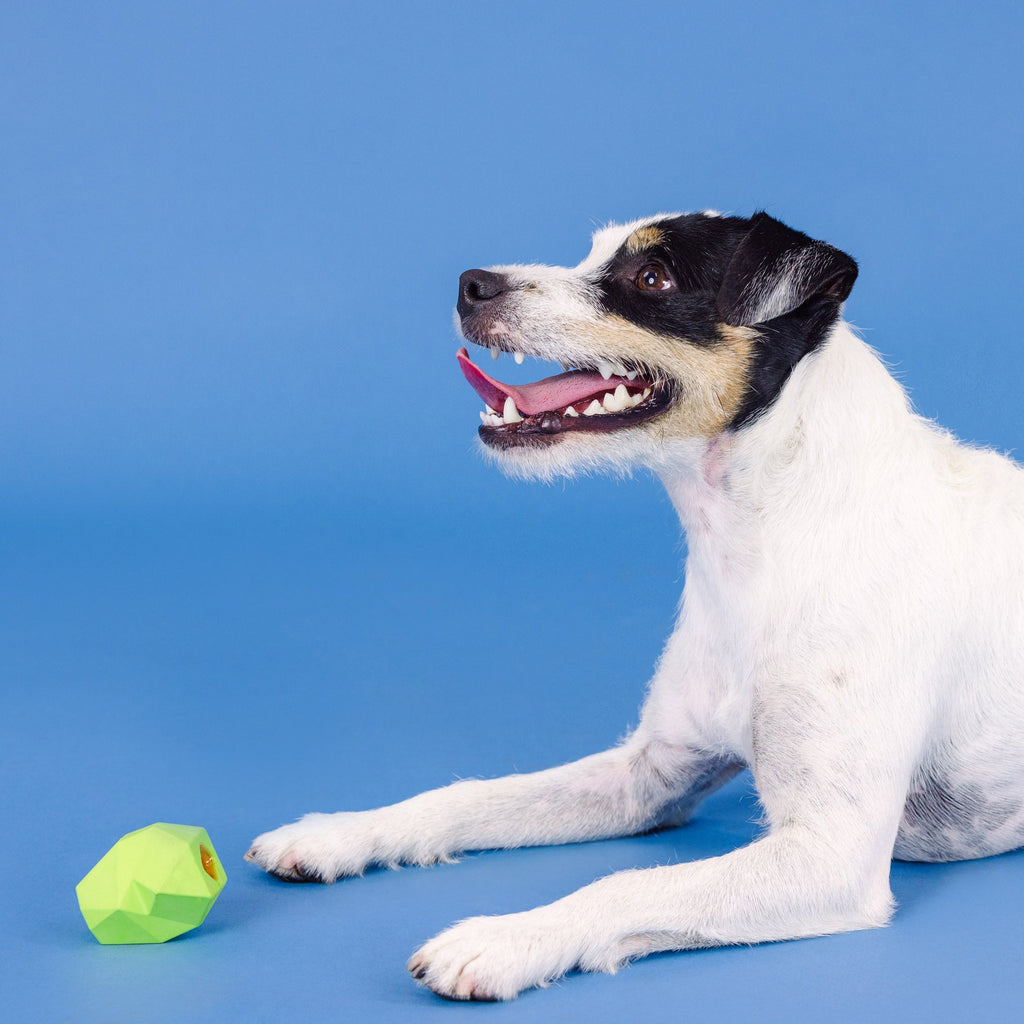 You'Re Adora-Ball Lime Rubber Dog Toy