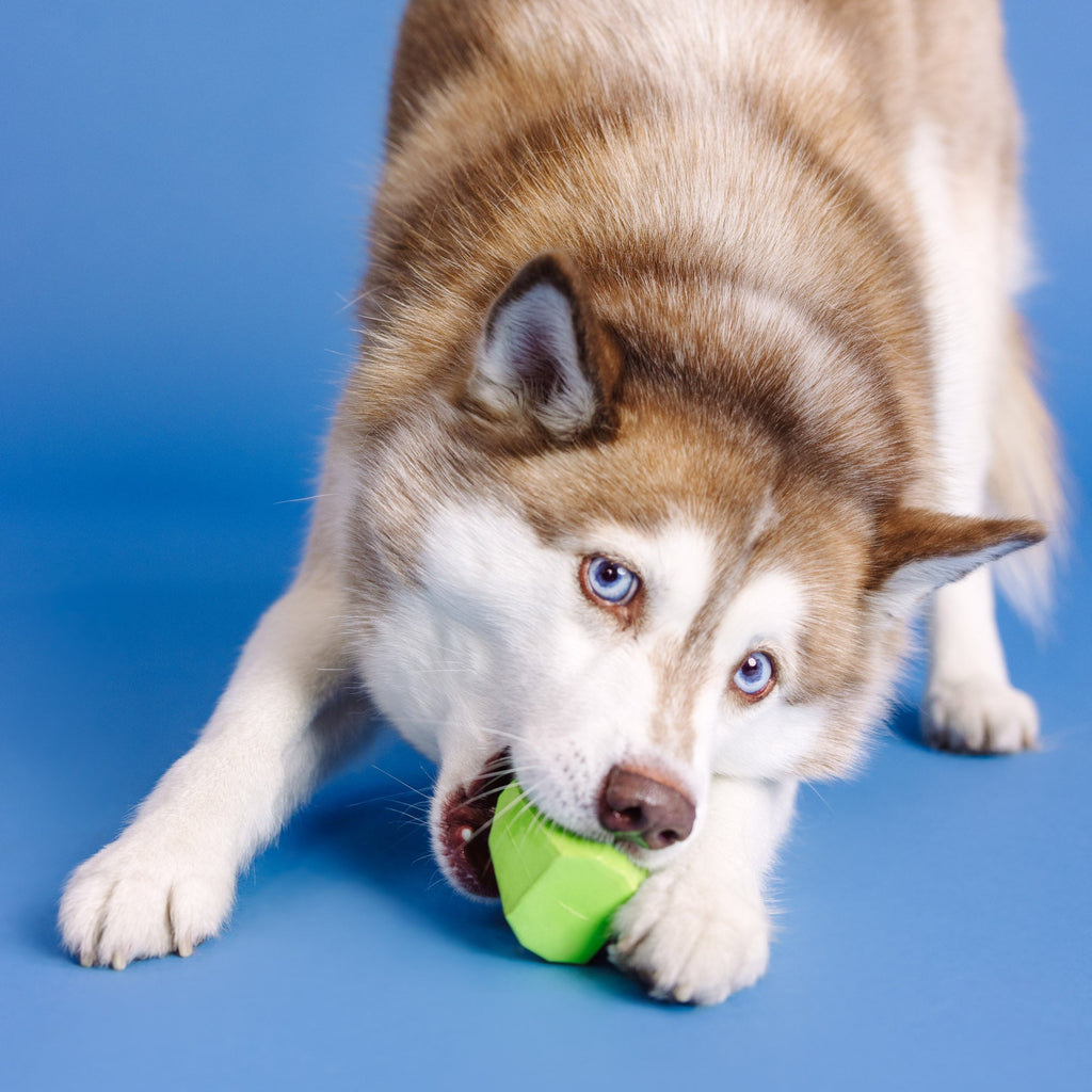 You'Re Adora-Ball Lime Rubber Dog Toy