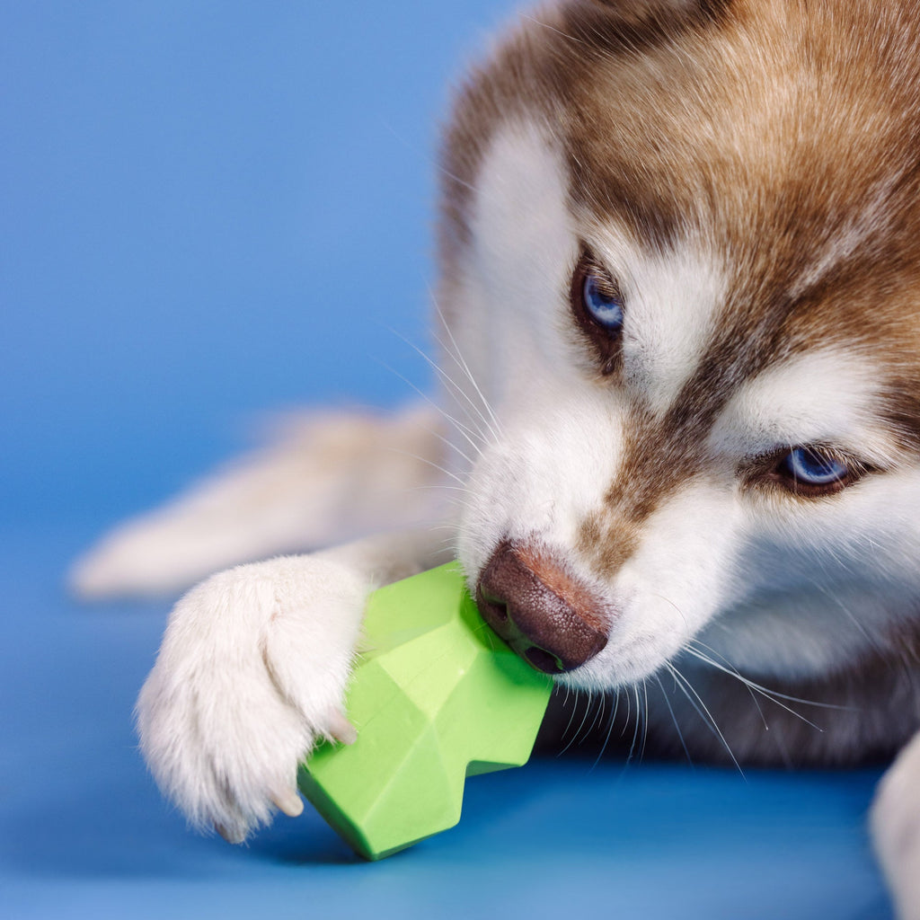 You'Re Adora-Ball Lime Rubber Dog Toy