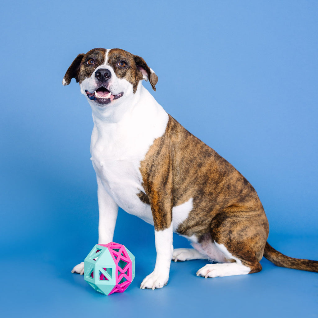 This Is How I Roll Turquoise/Hot Pink Rubber Dog Toy