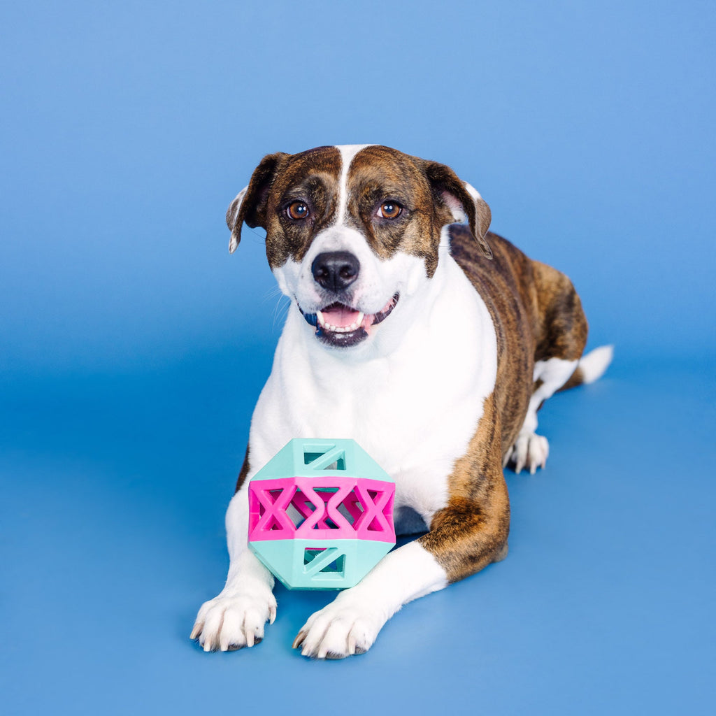 This Is How I Roll Turquoise/Hot Pink Rubber Dog Toy