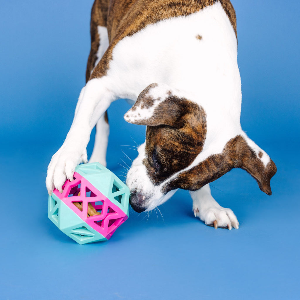 This Is How I Roll Turquoise/Hot Pink Rubber Dog Toy