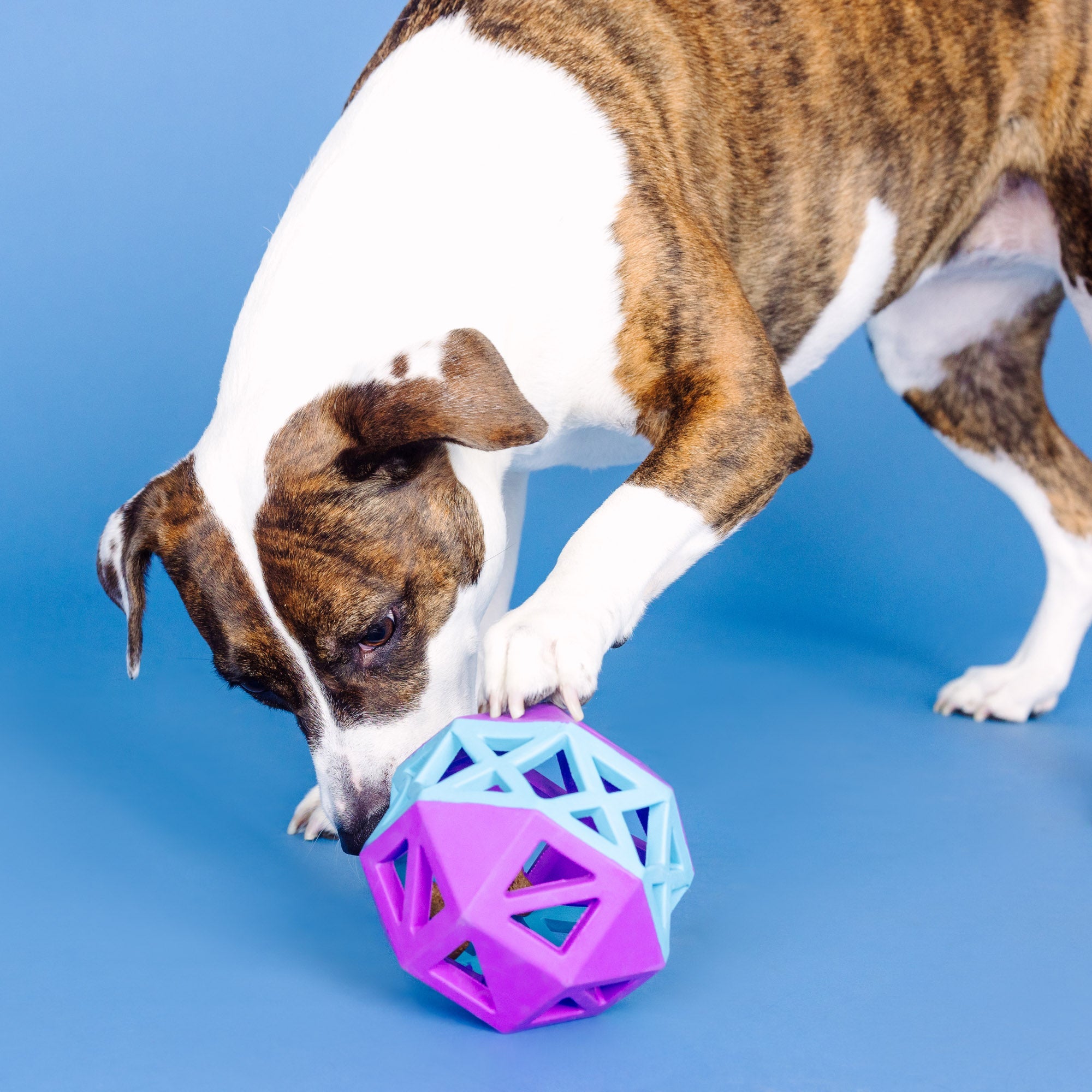 This Is How I Roll Purple/Blue Rubber Dog Toy