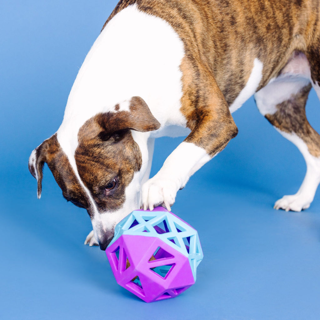 This Is How I Roll Purple/Blue Rubber Dog Toy