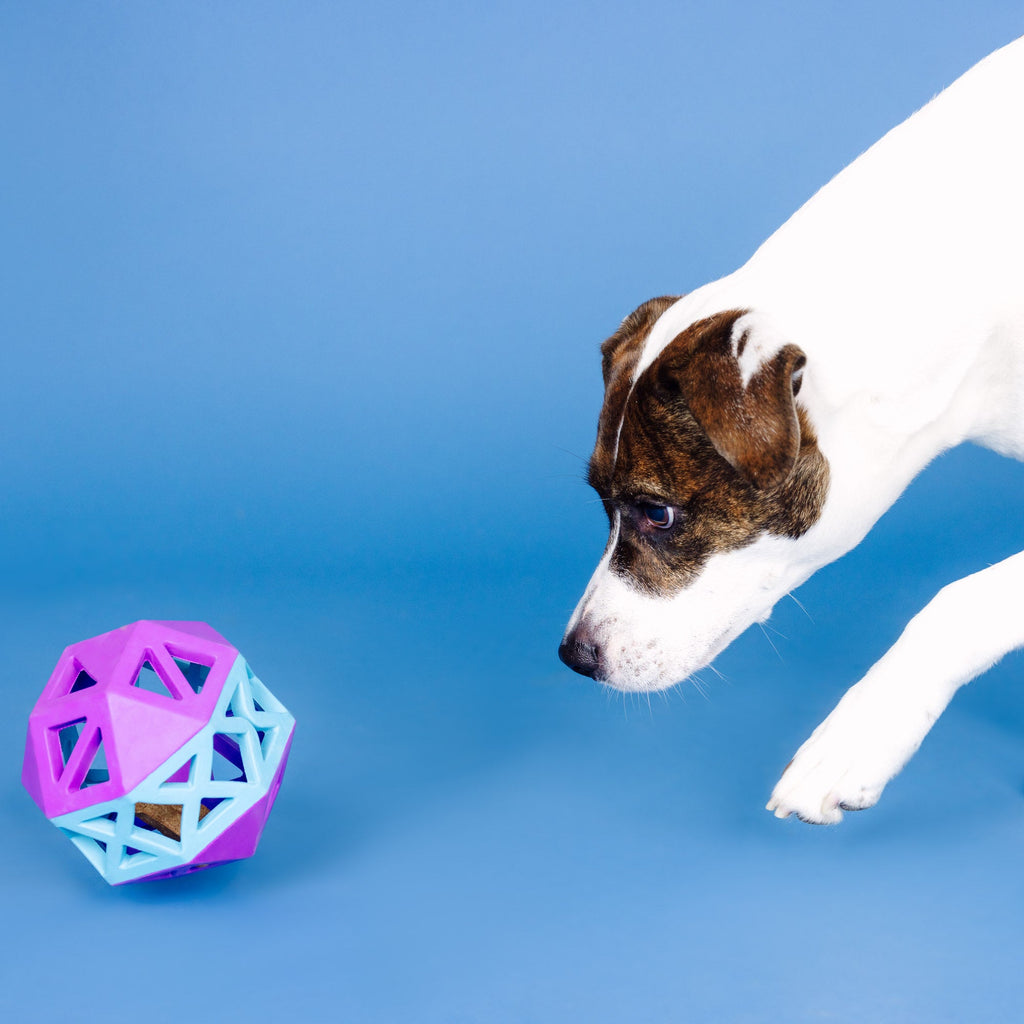 This Is How I Roll Purple/Blue Rubber Dog Toy
