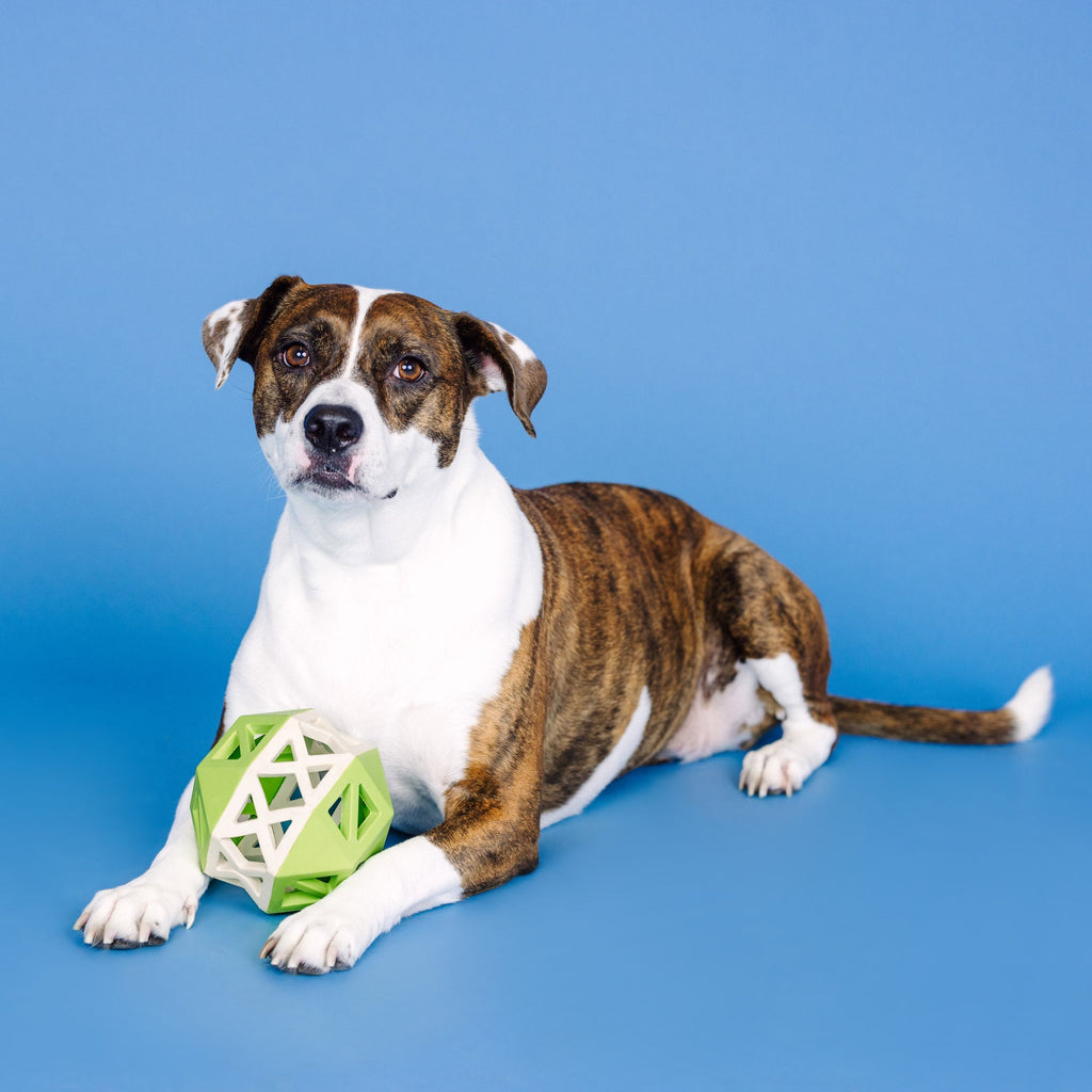 This Is How I Roll Lime/White Rubber Dog Toy