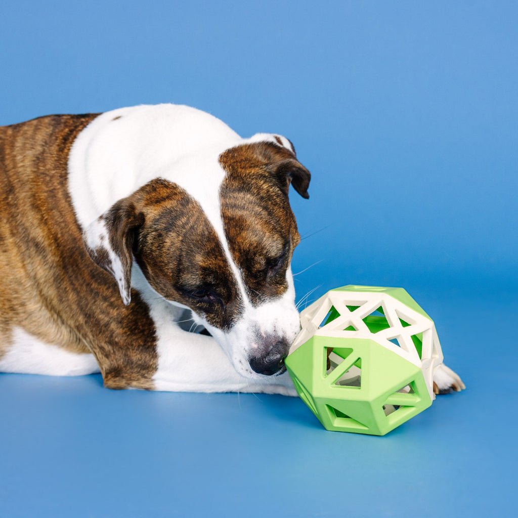 This Is How I Roll Lime/White Rubber Dog Toy