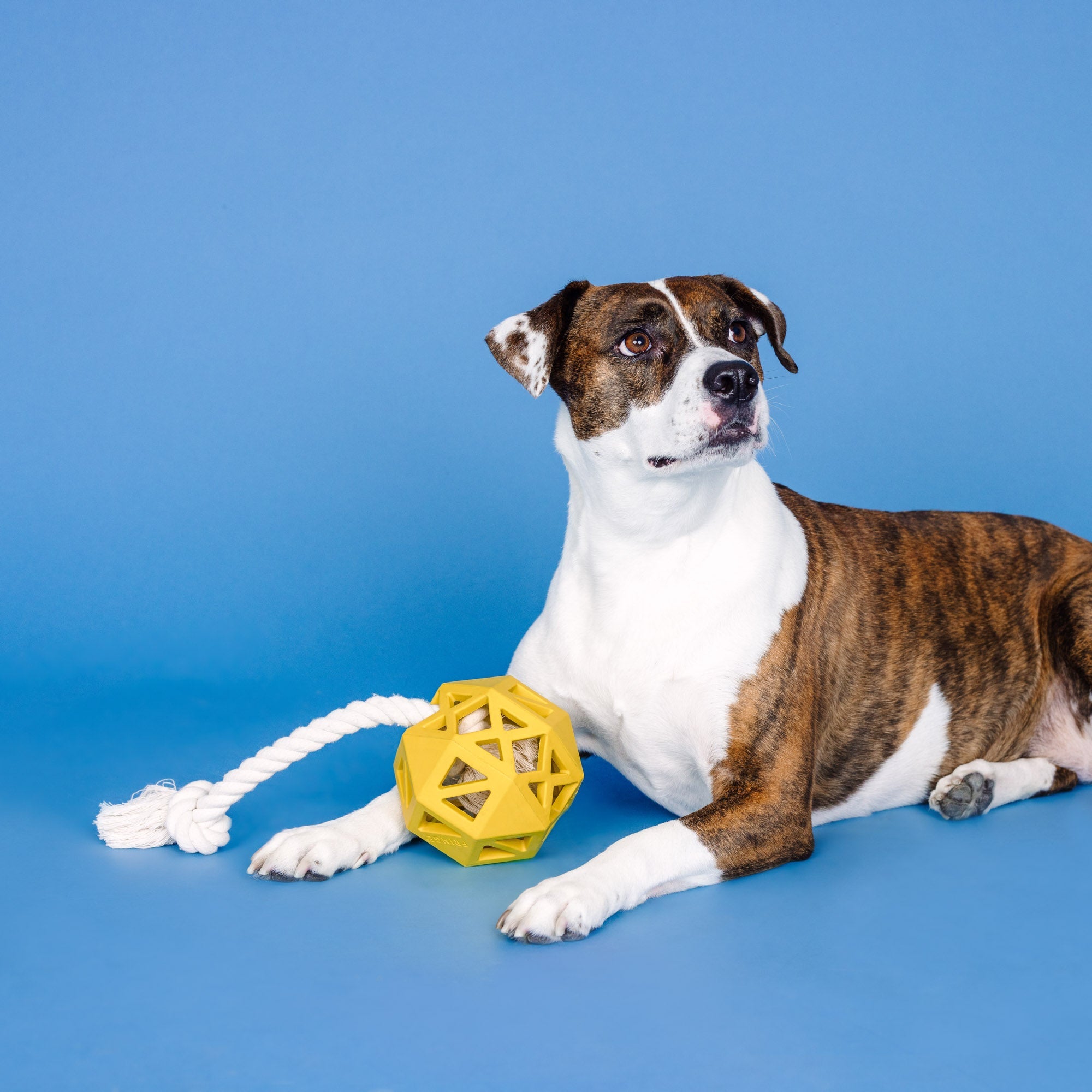 Pull My Way Yellow Rubber Dog Toy