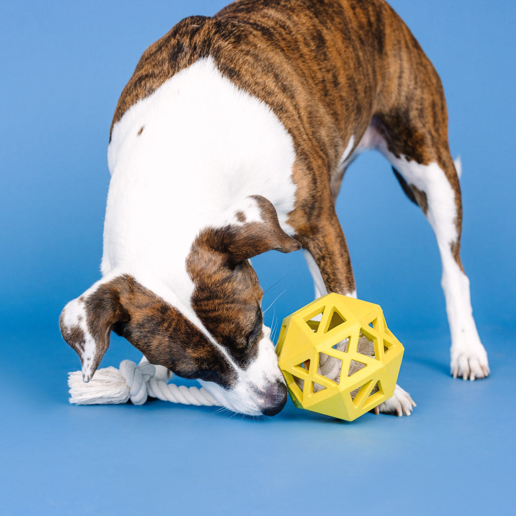 Pull My Way Yellow Rubber Dog Toy