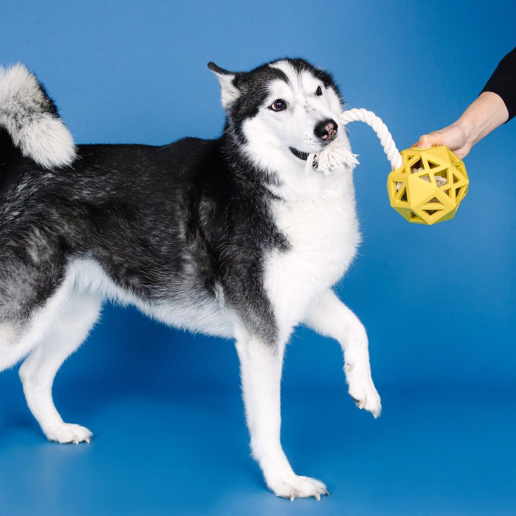 Pull My Way Yellow Rubber Dog Toy